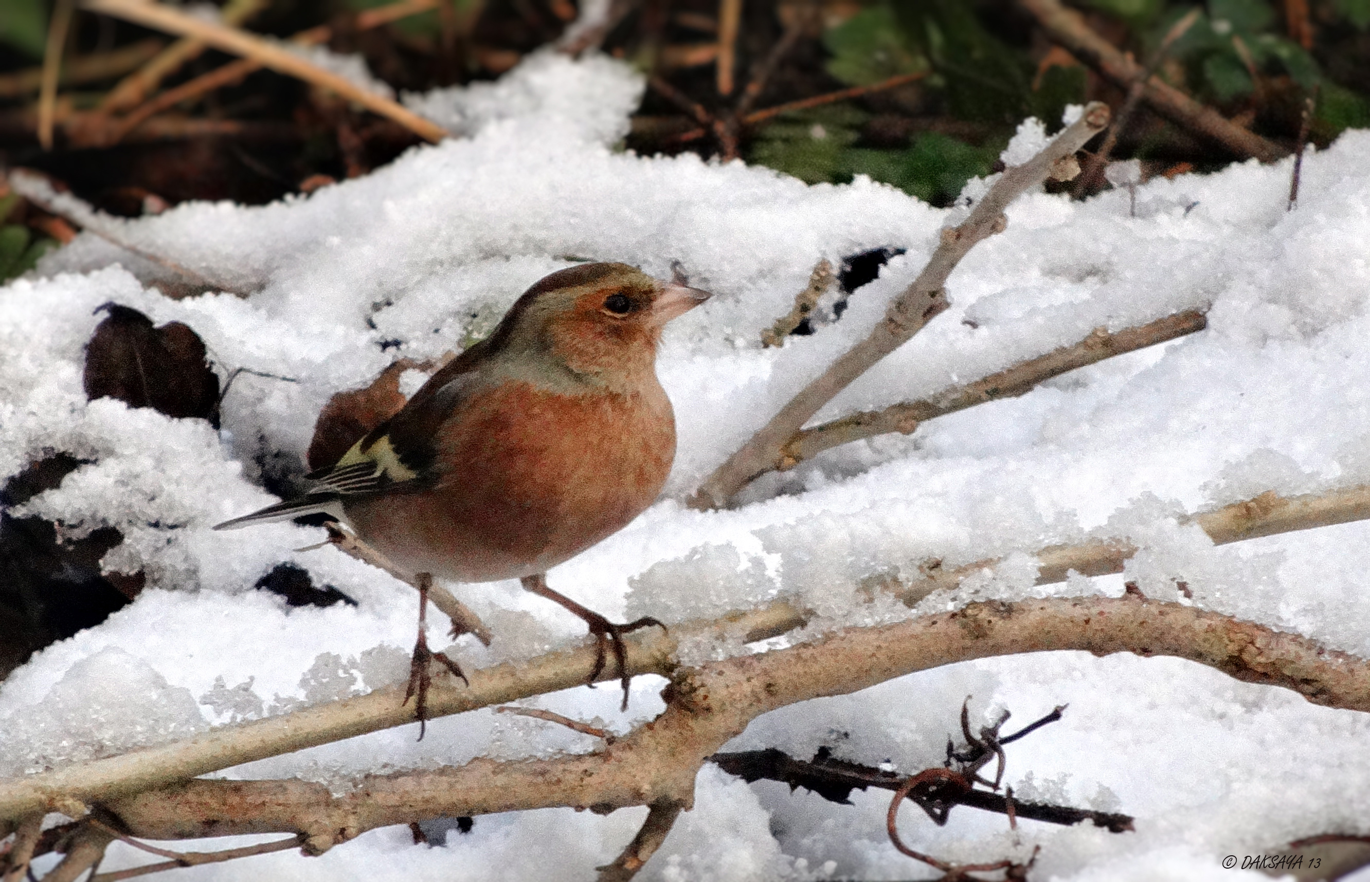 Vink (m)
