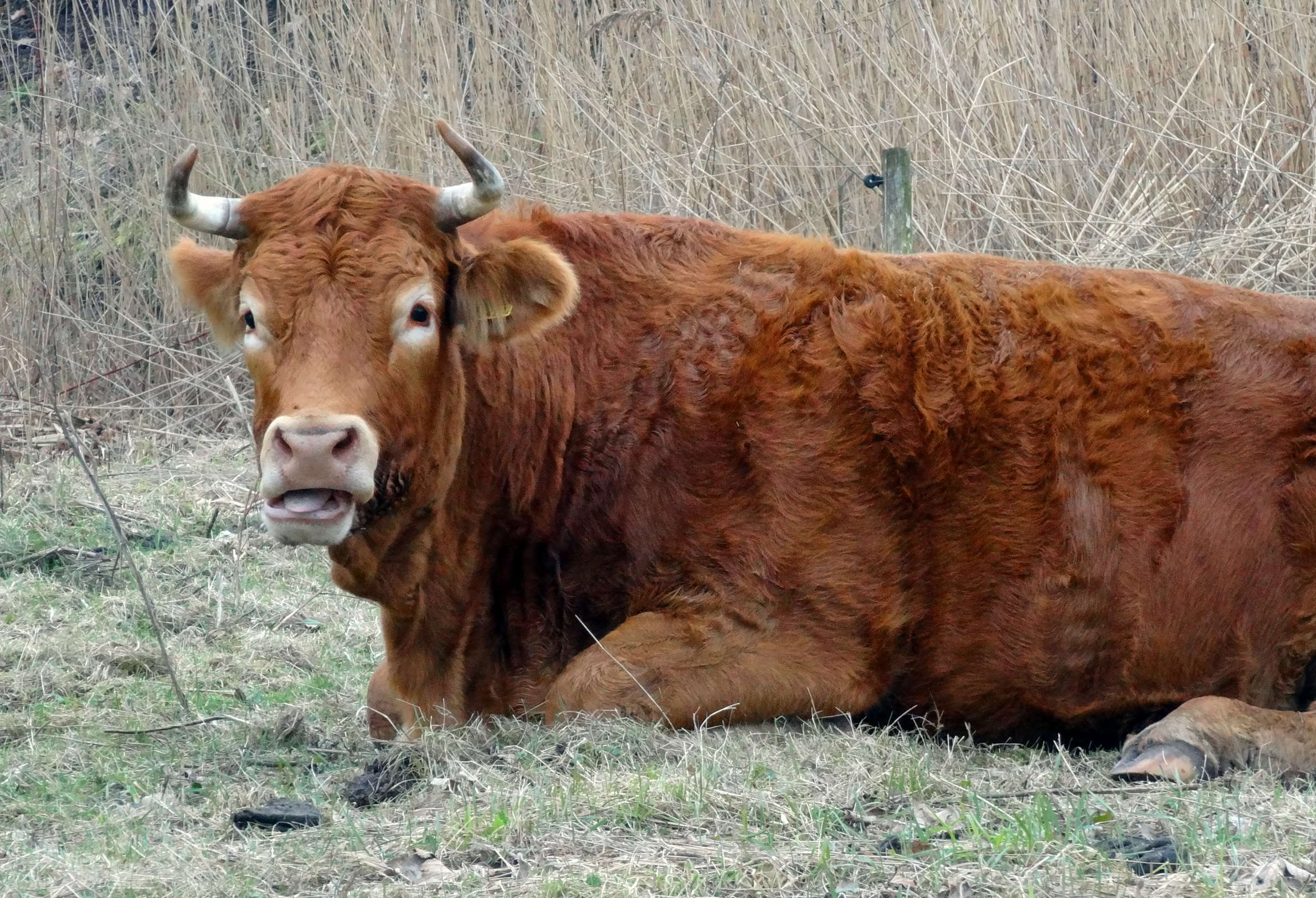 Limousins