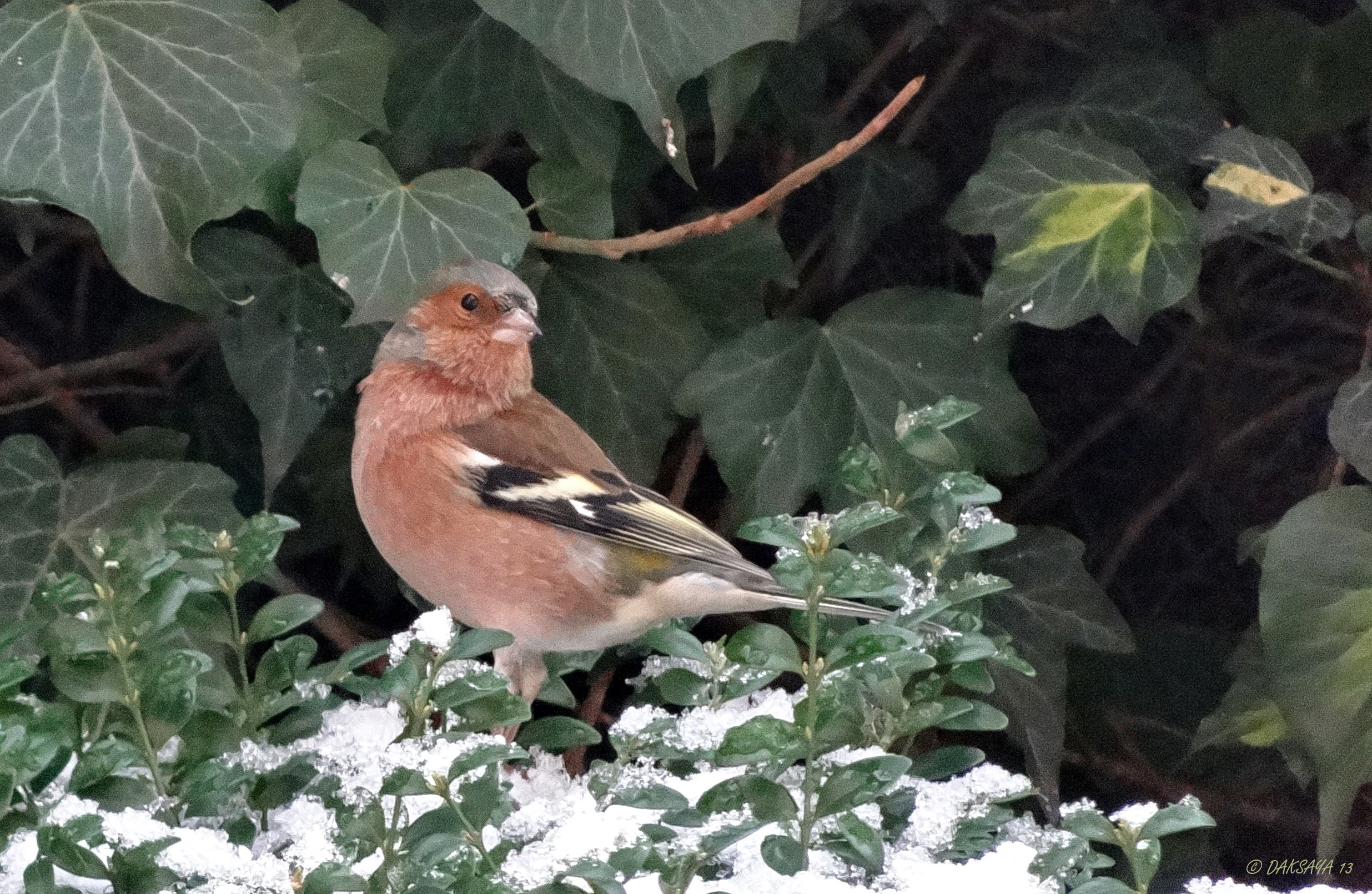 Vink 2 (m) 