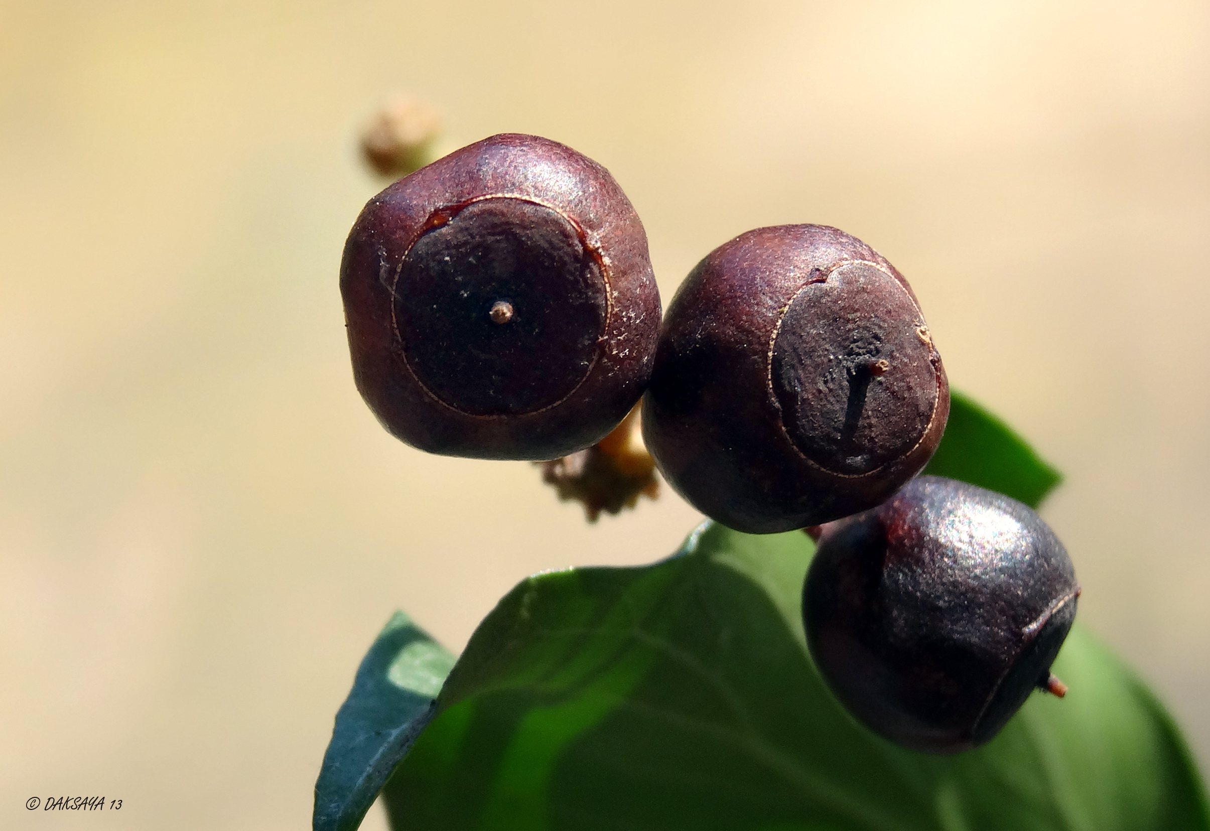 Bessen hedera