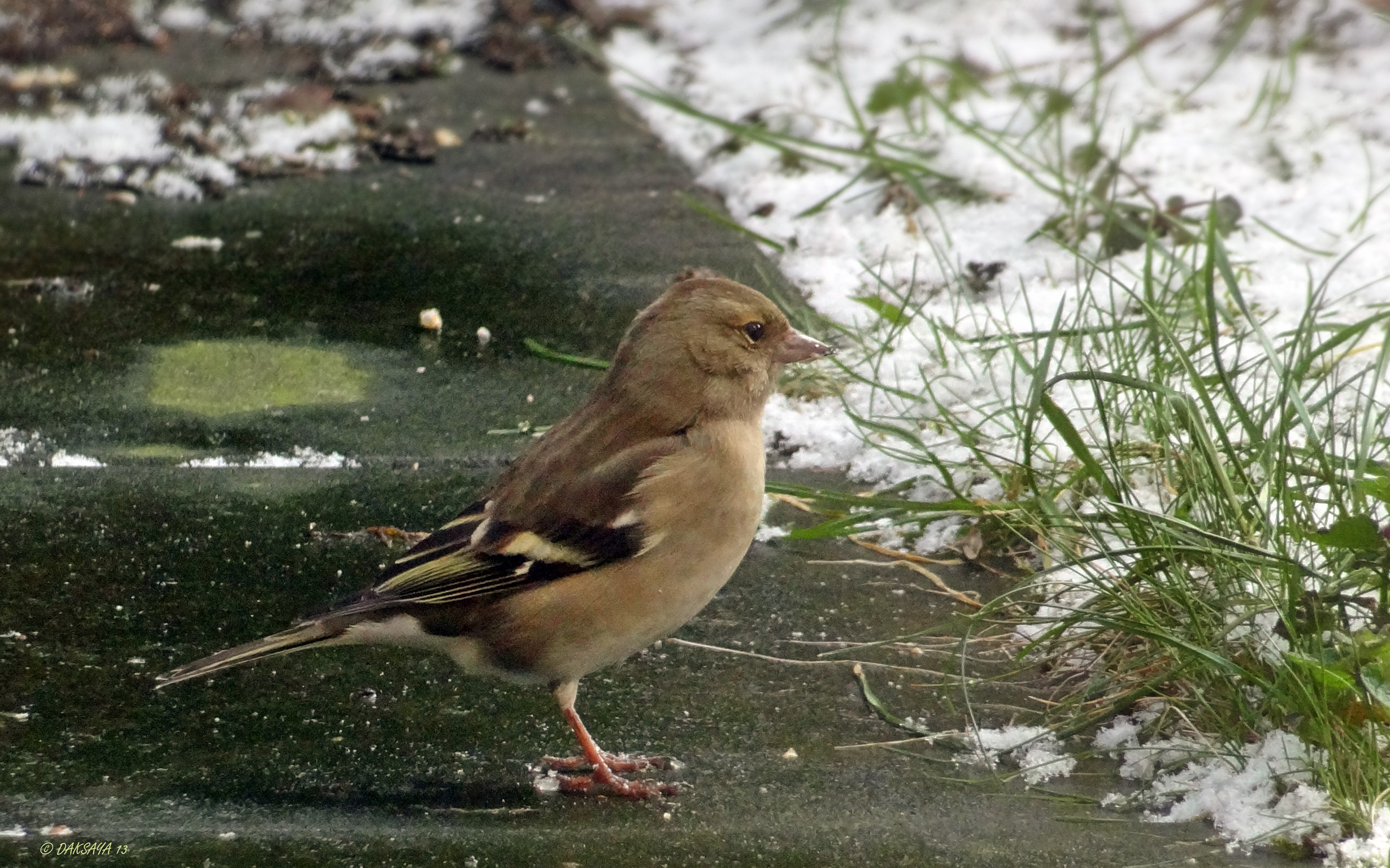 Vink (v)