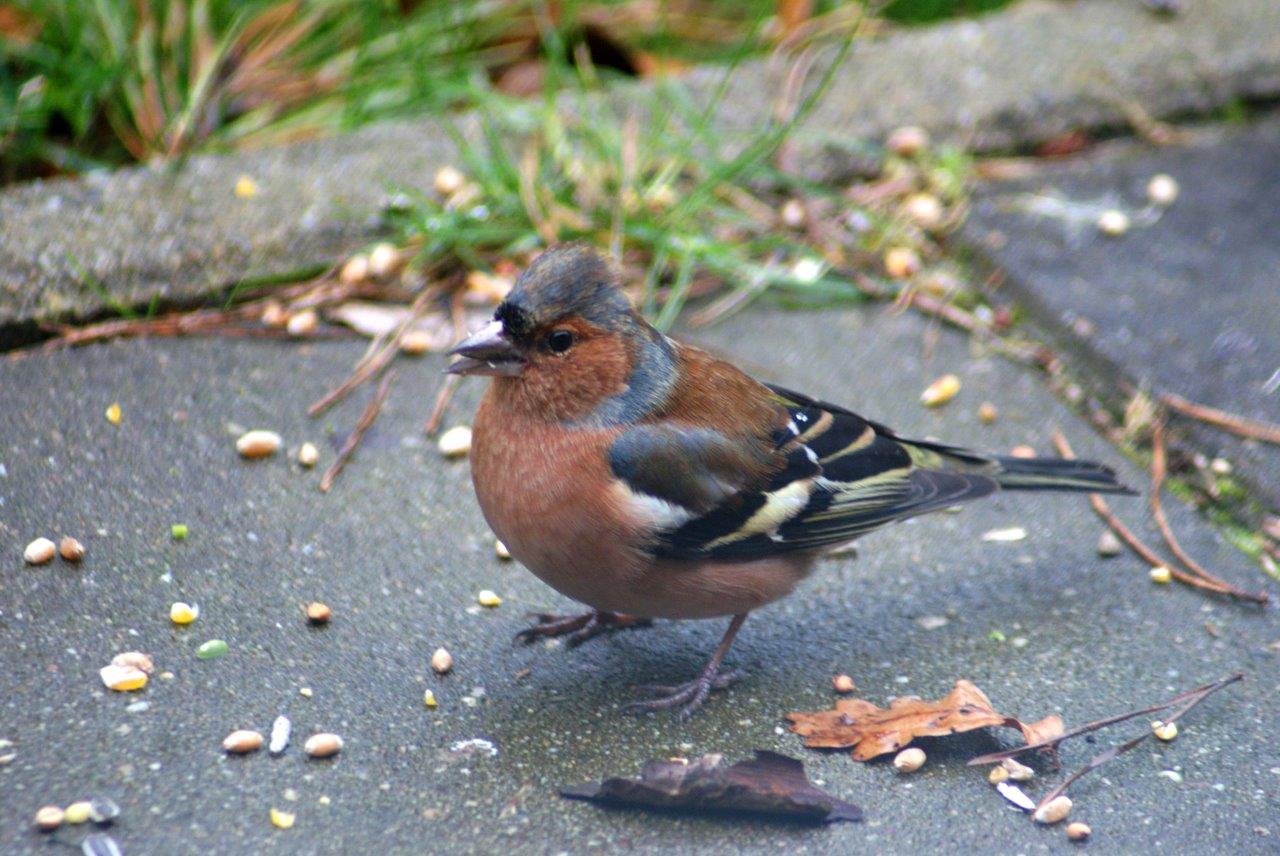 vink