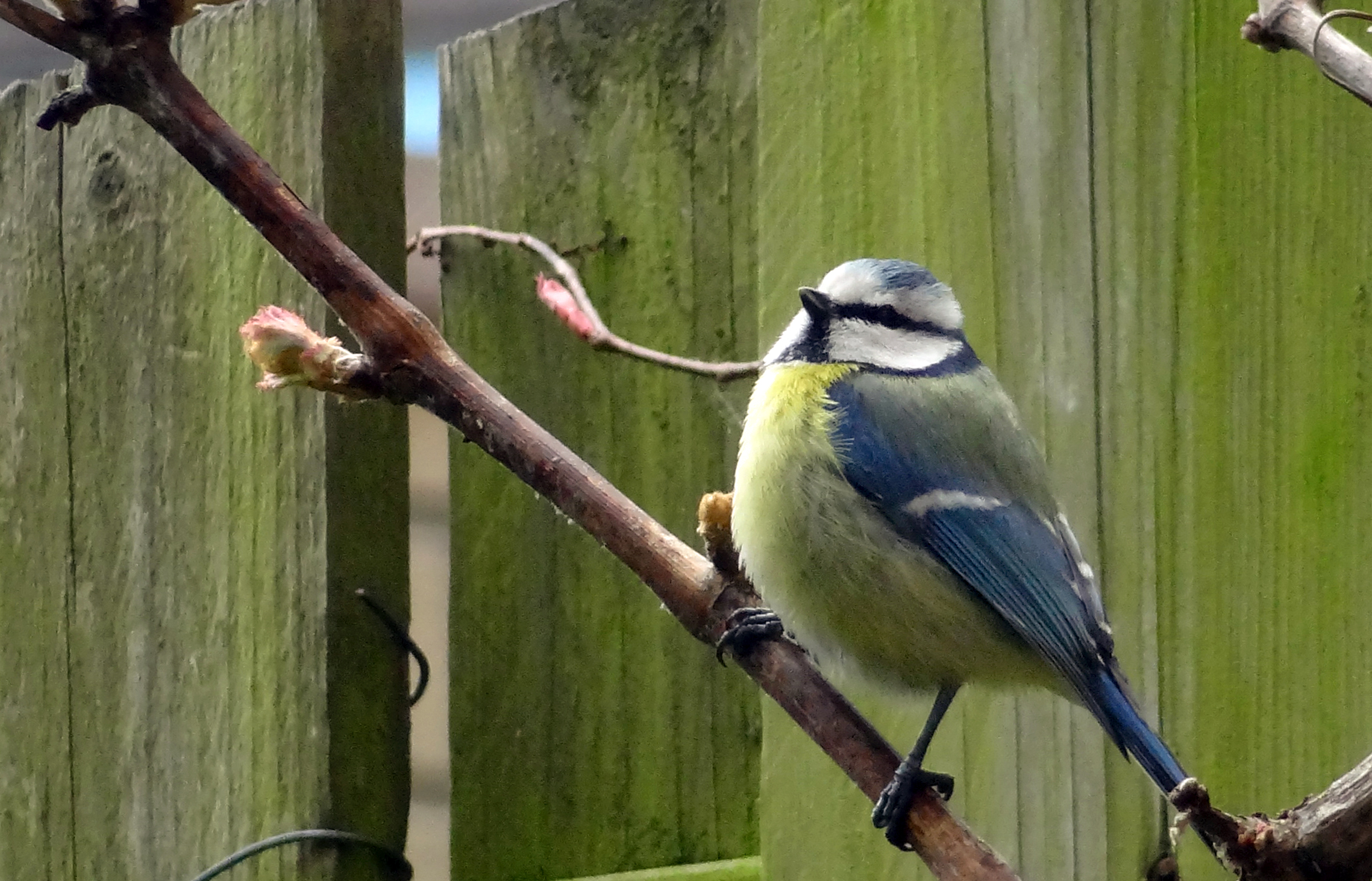 Uitkijken naar de lente
