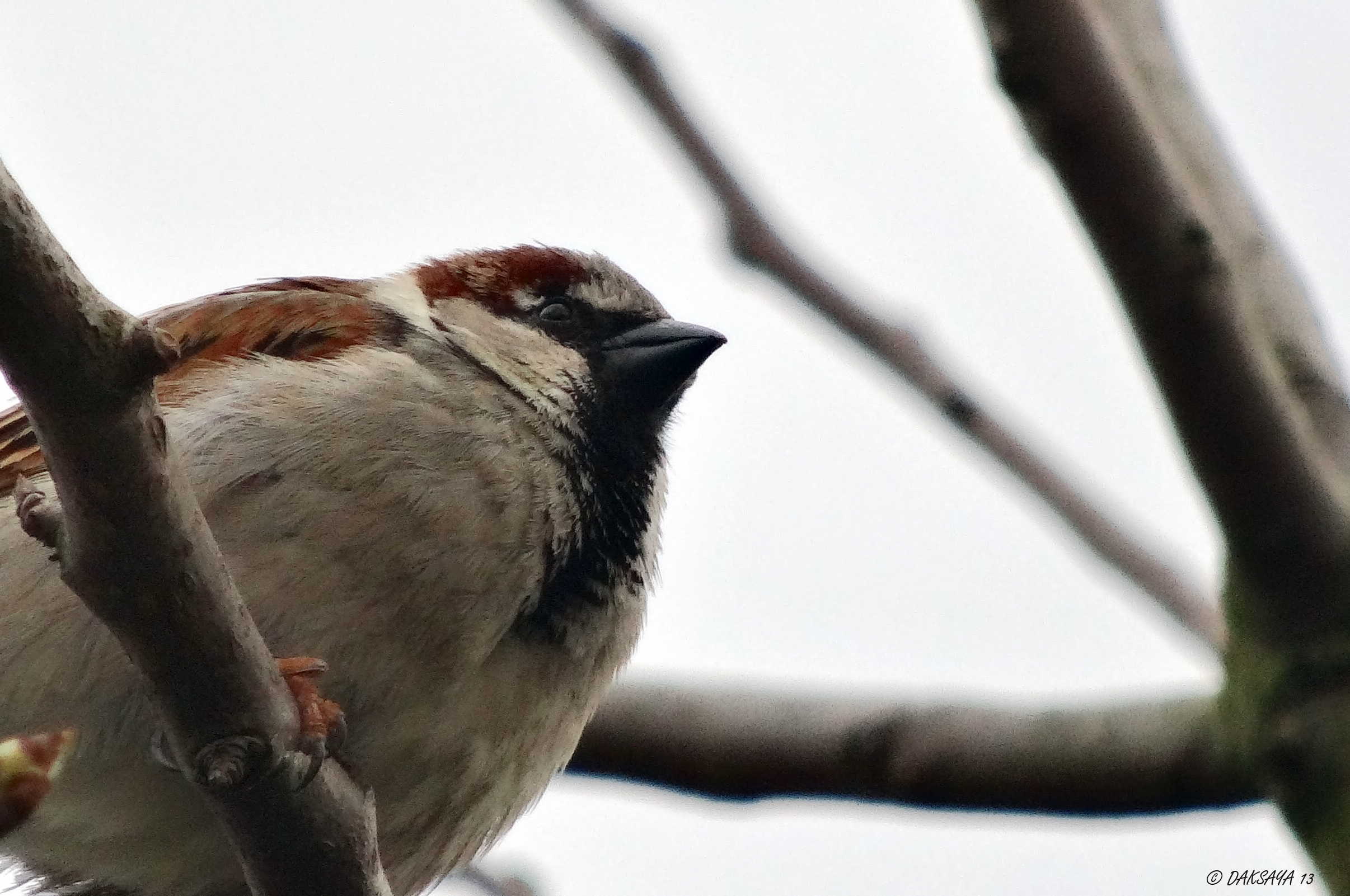 Mus (close-up)