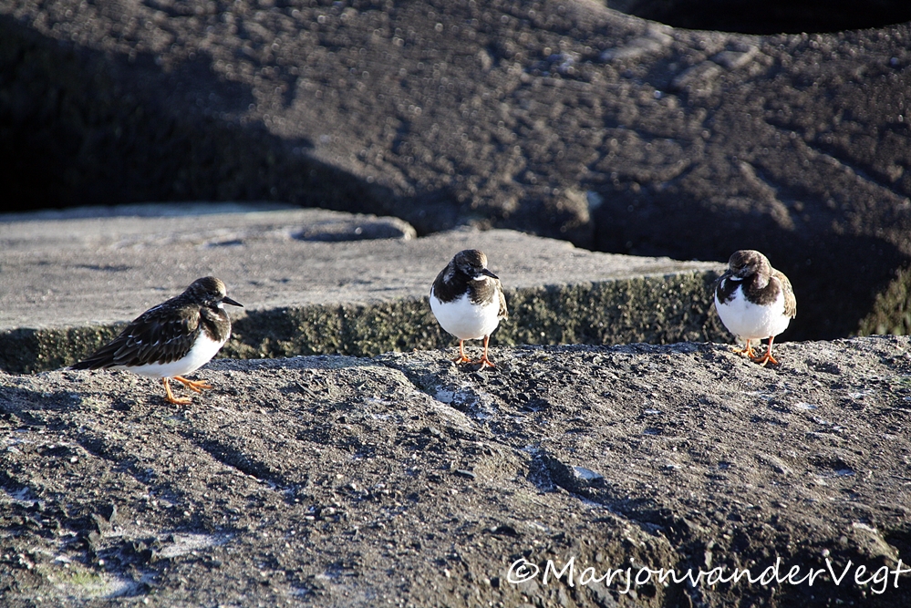 Steenlopers zonnebaden