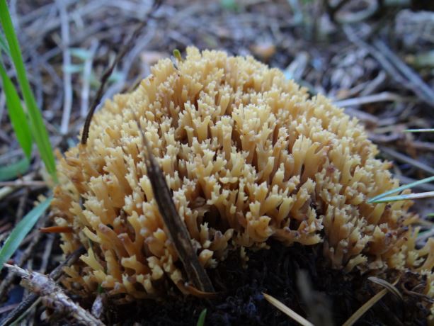 Waarschijnlijk...Beukenkoraalzwam