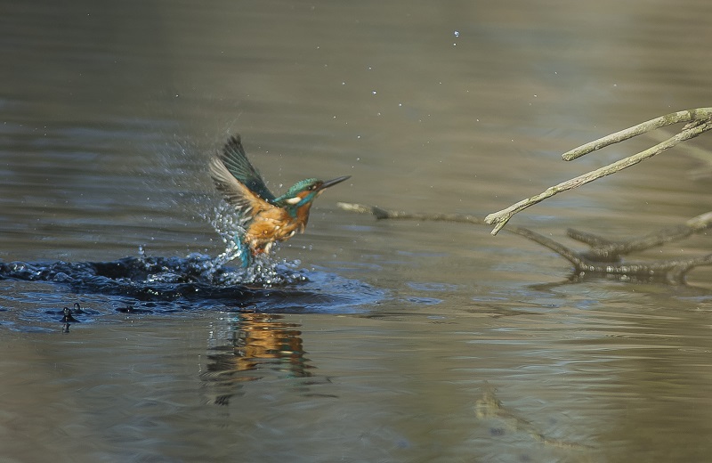 ijsvogel neemt frisse duik