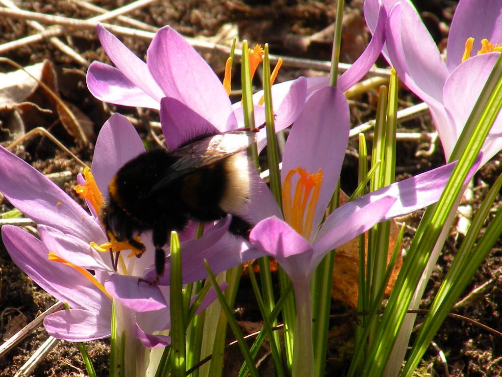 Hommel