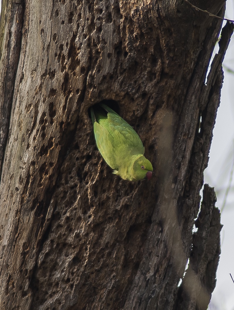 groene papagaai  bij de voordeur