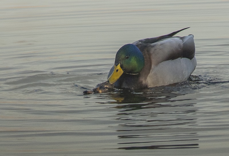 vrijer in de avonduren