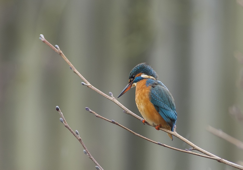 mevrouw ijsvogel