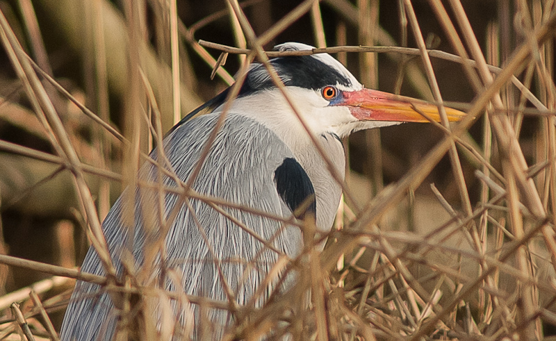 mr. de Reiger