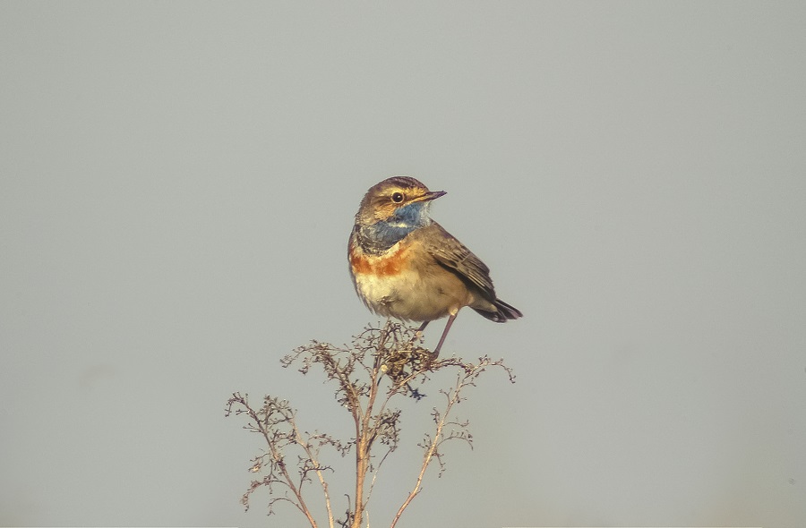 blauwborstje