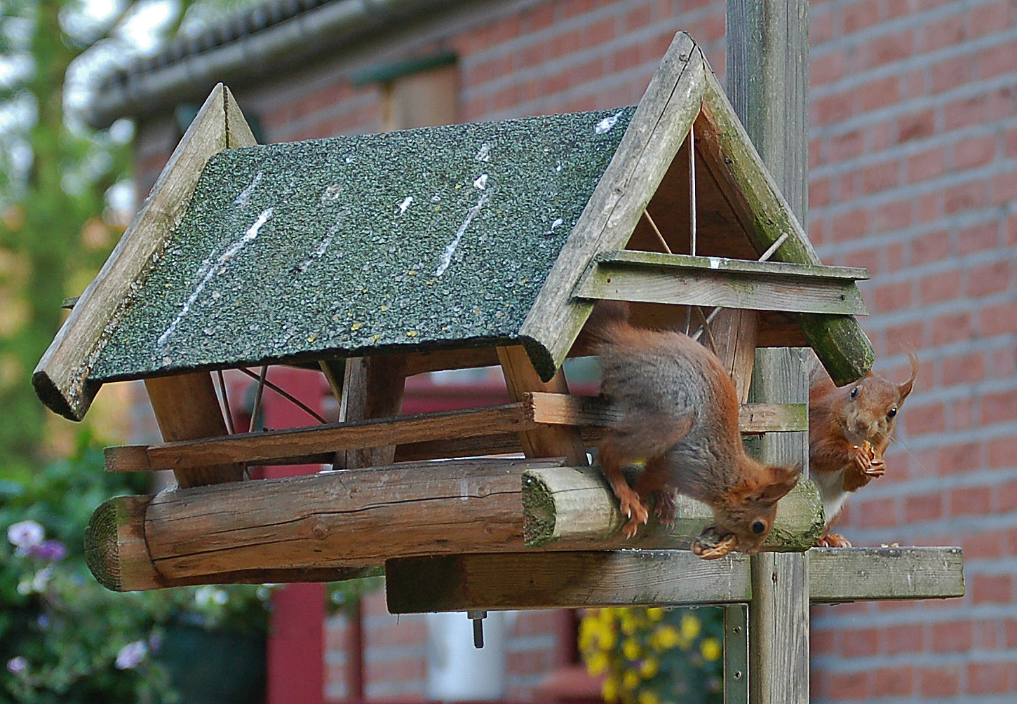 Hé, dat zijn mijn noten.