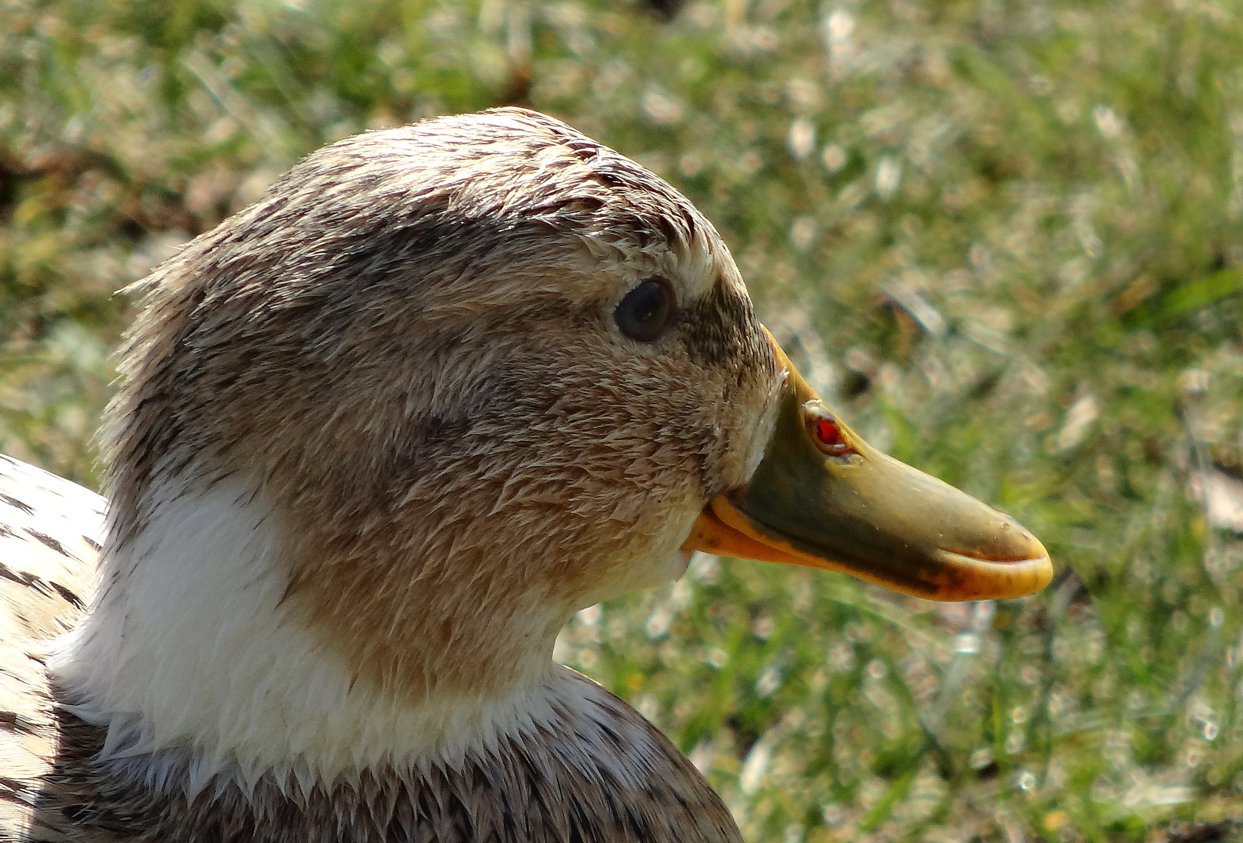 Net uit het water