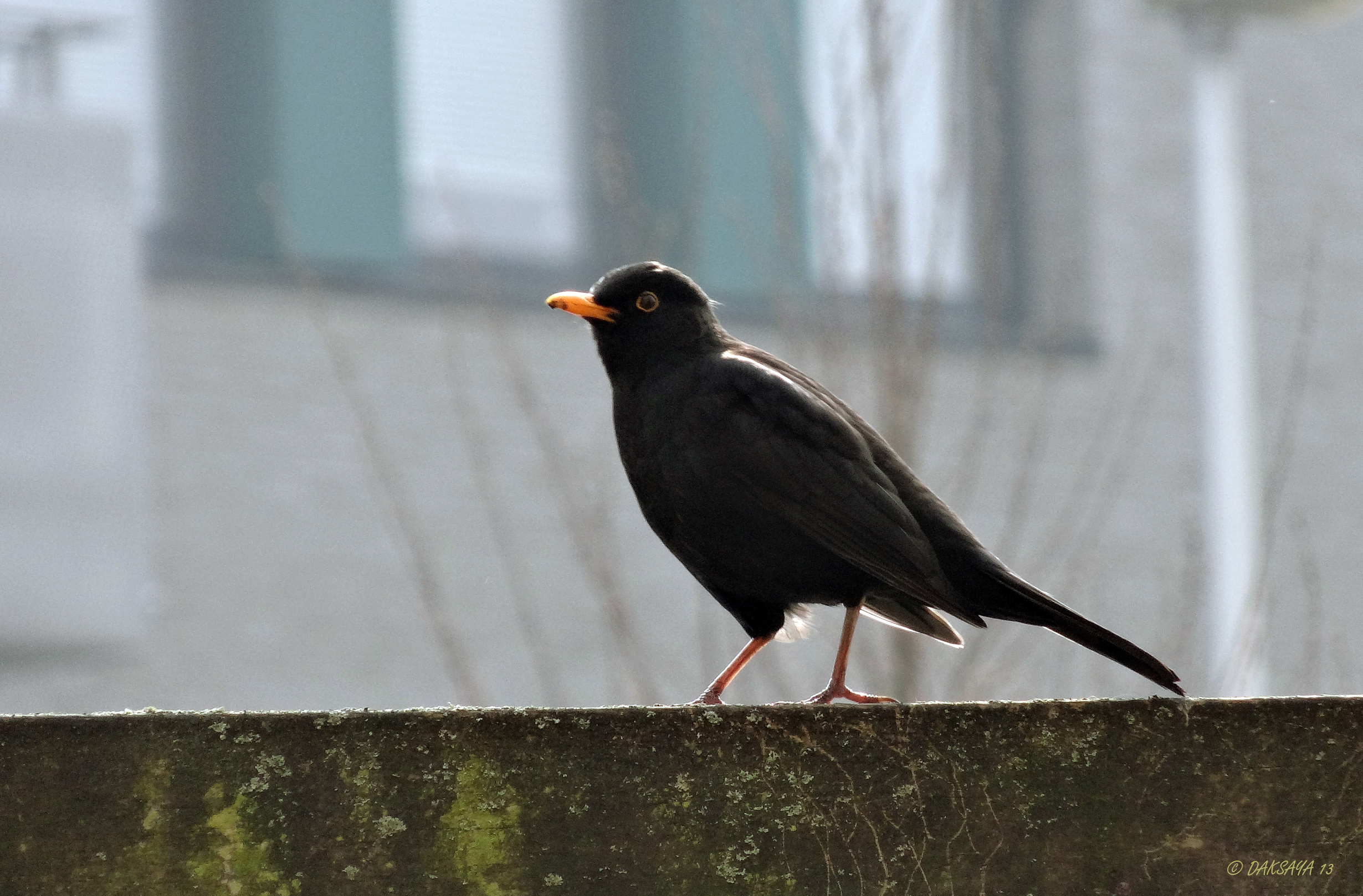 Merel (m)