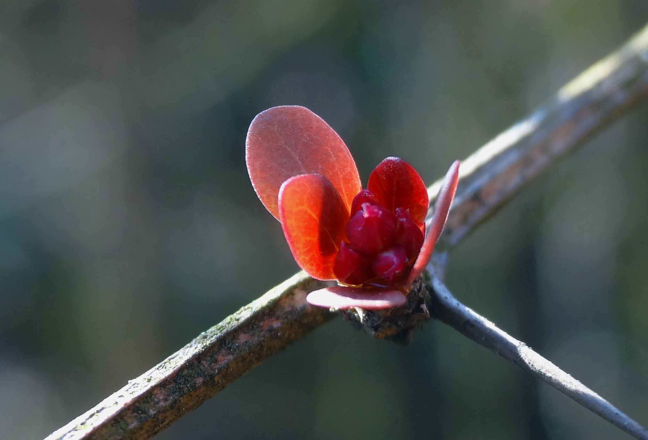 Berberis
