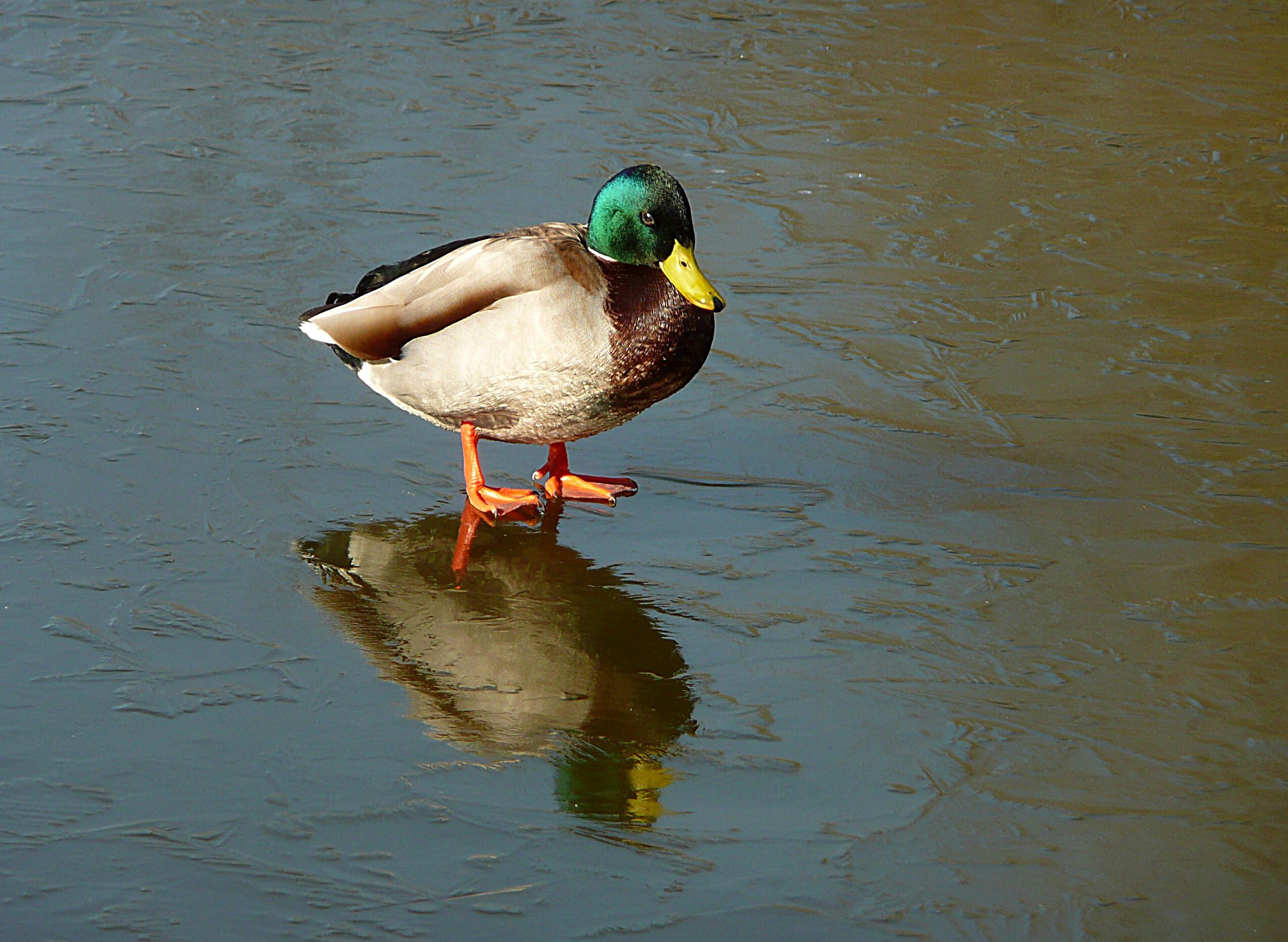 En toen vroor het weer