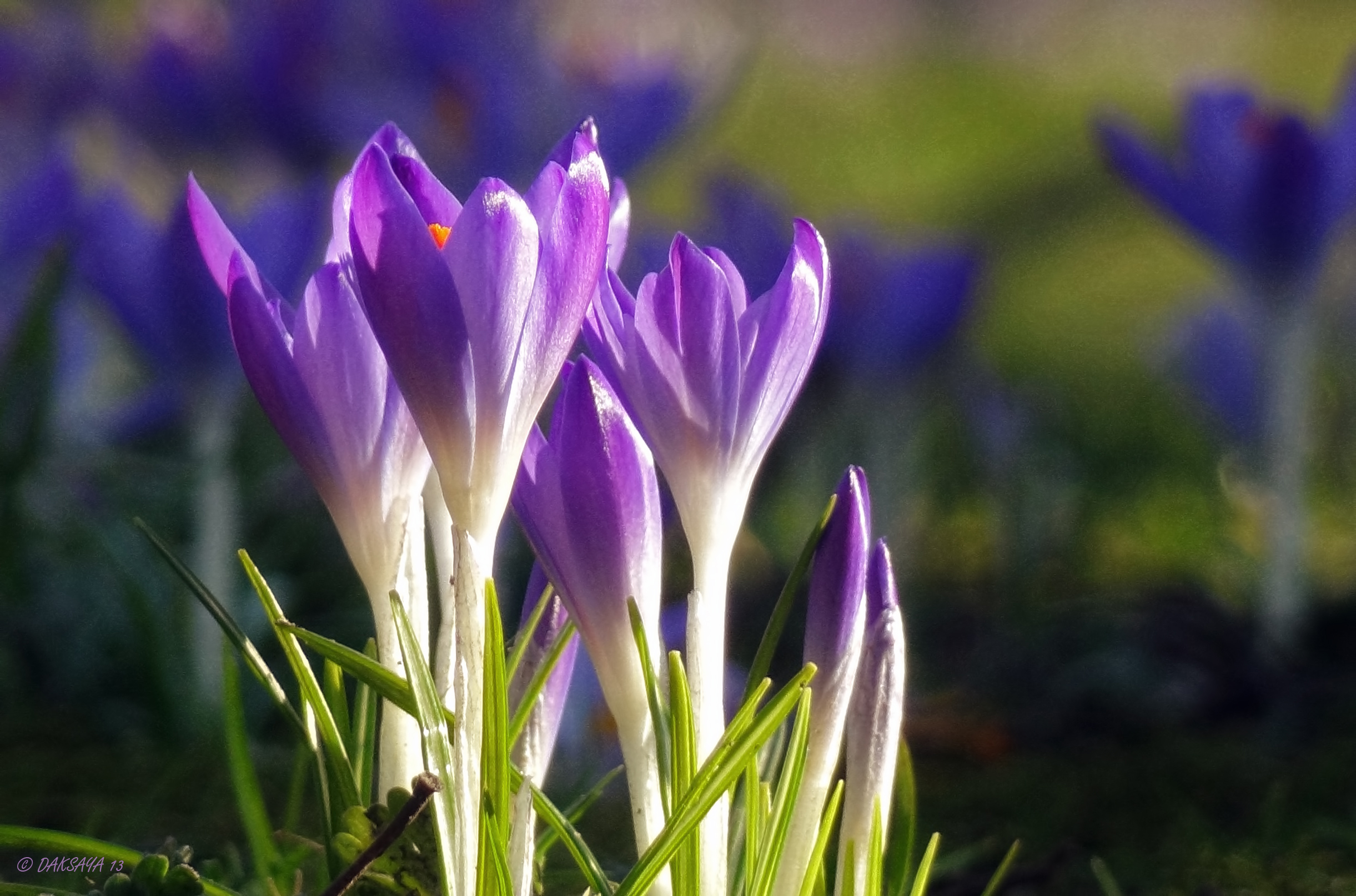 Lente!