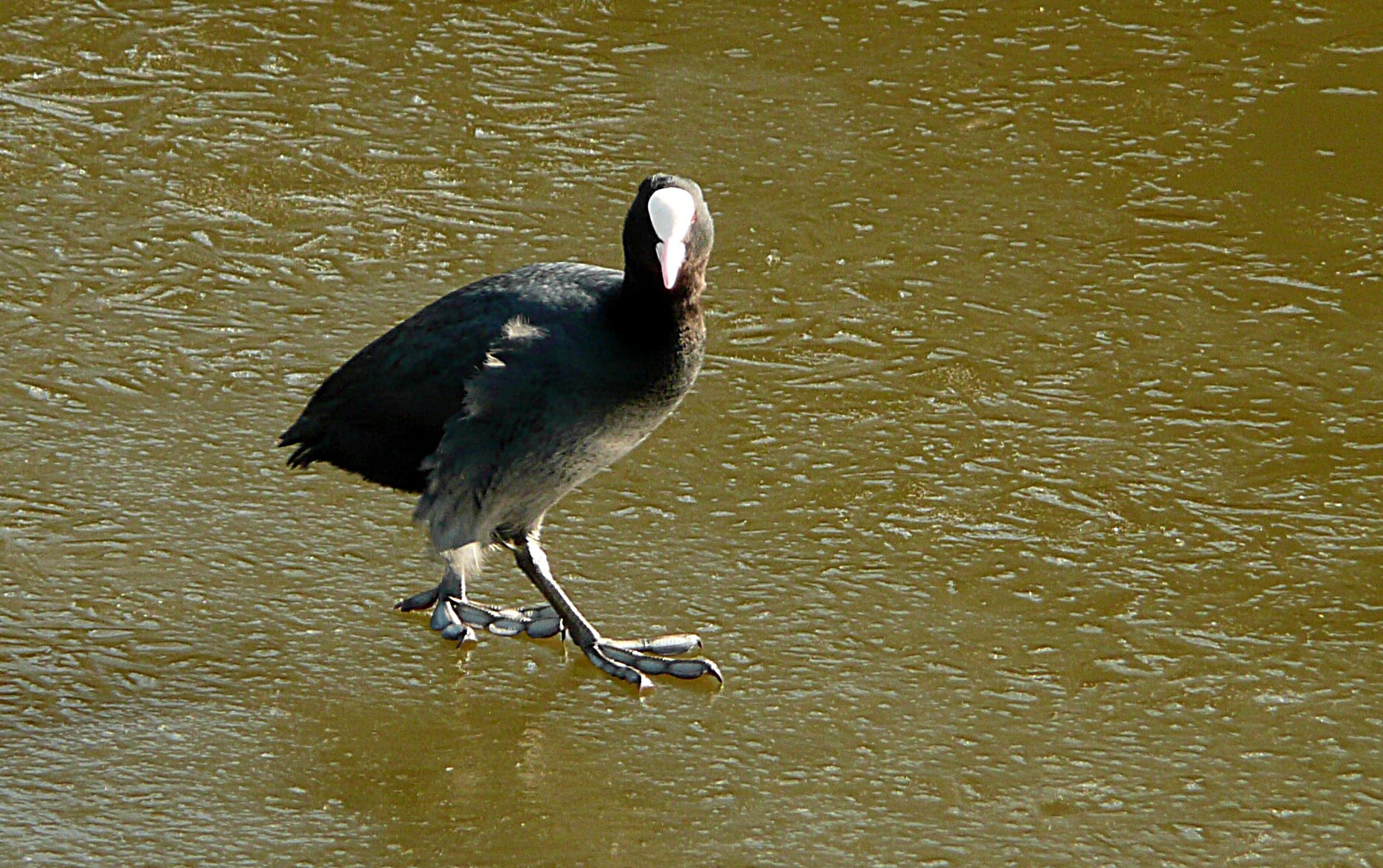 Meerkoet met een rokje