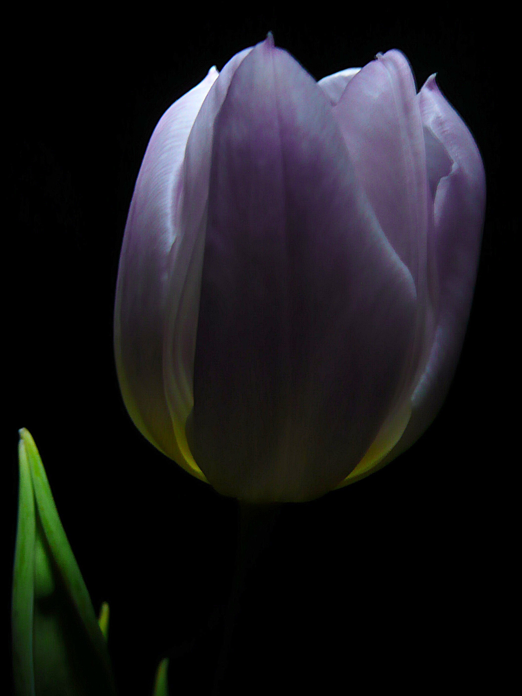 Tulp 