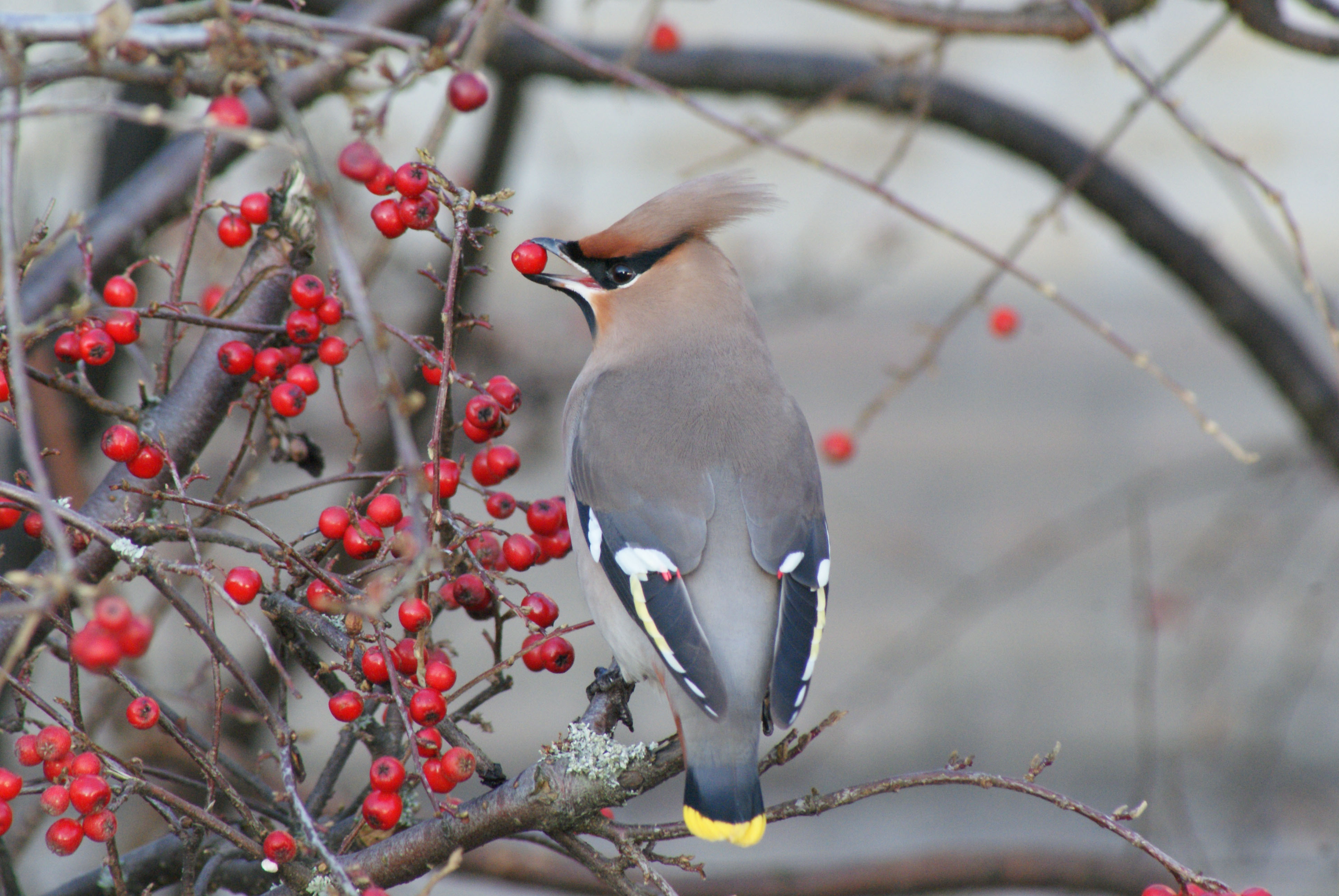 pestvogel