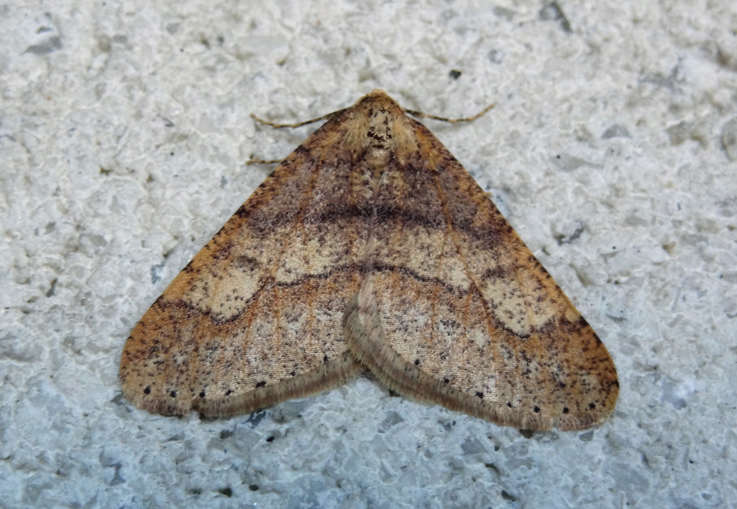 Grote voorjaarsspanner