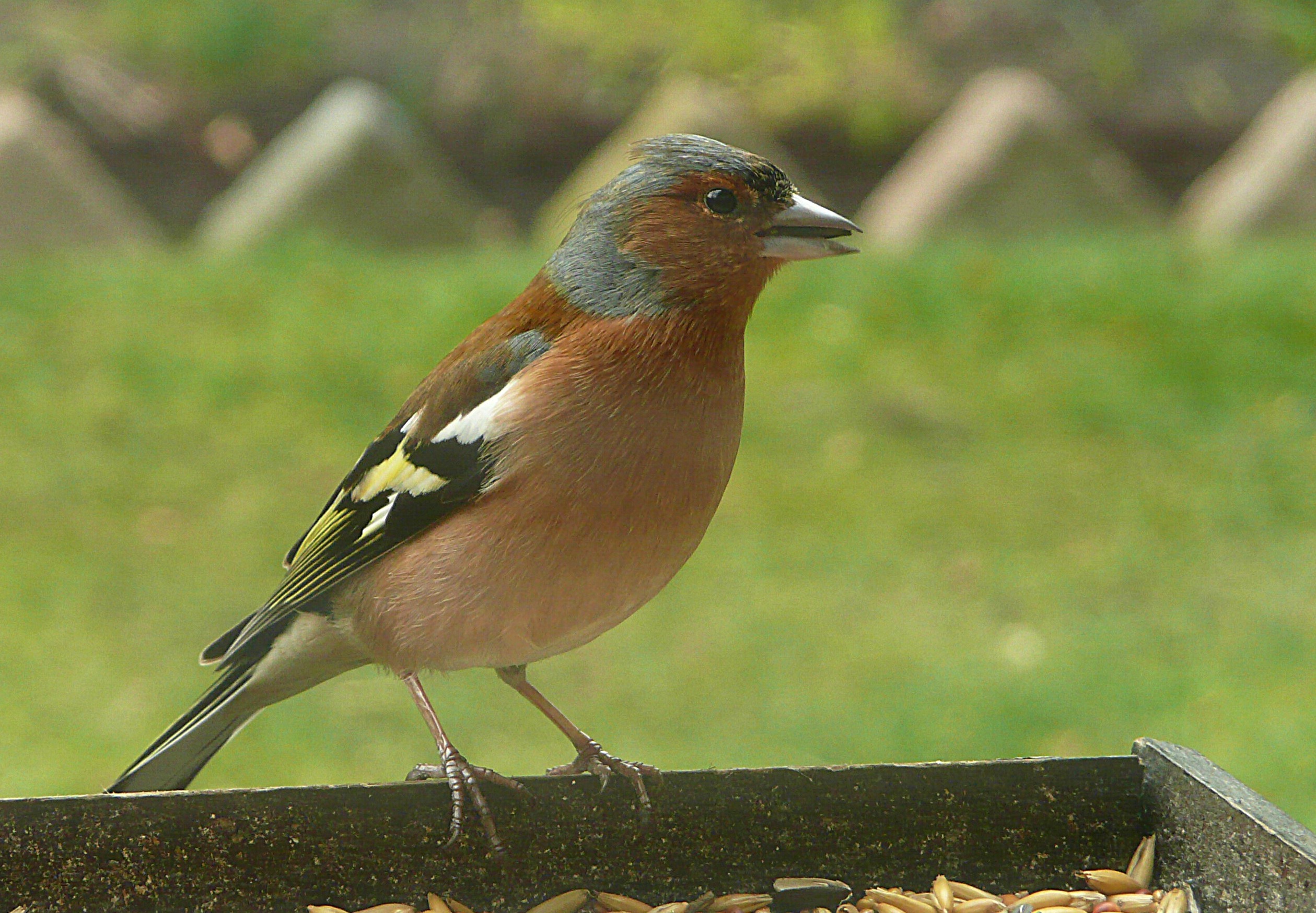 Vink 2