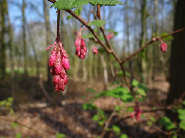 Ribes