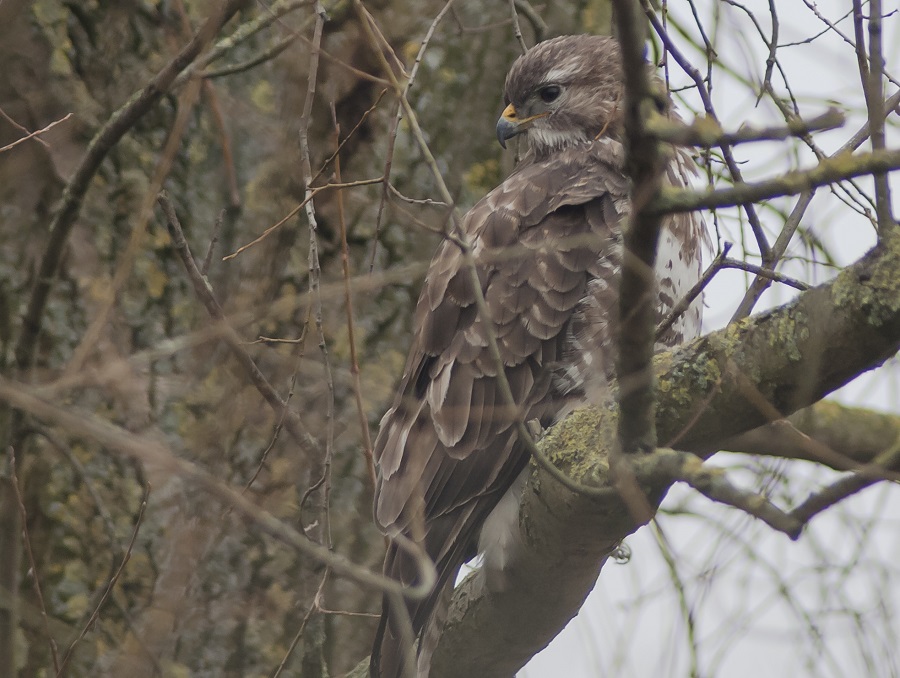 buizerd
