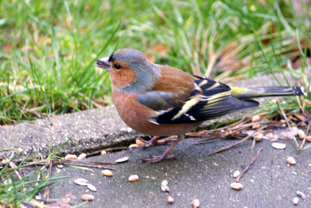 vink
