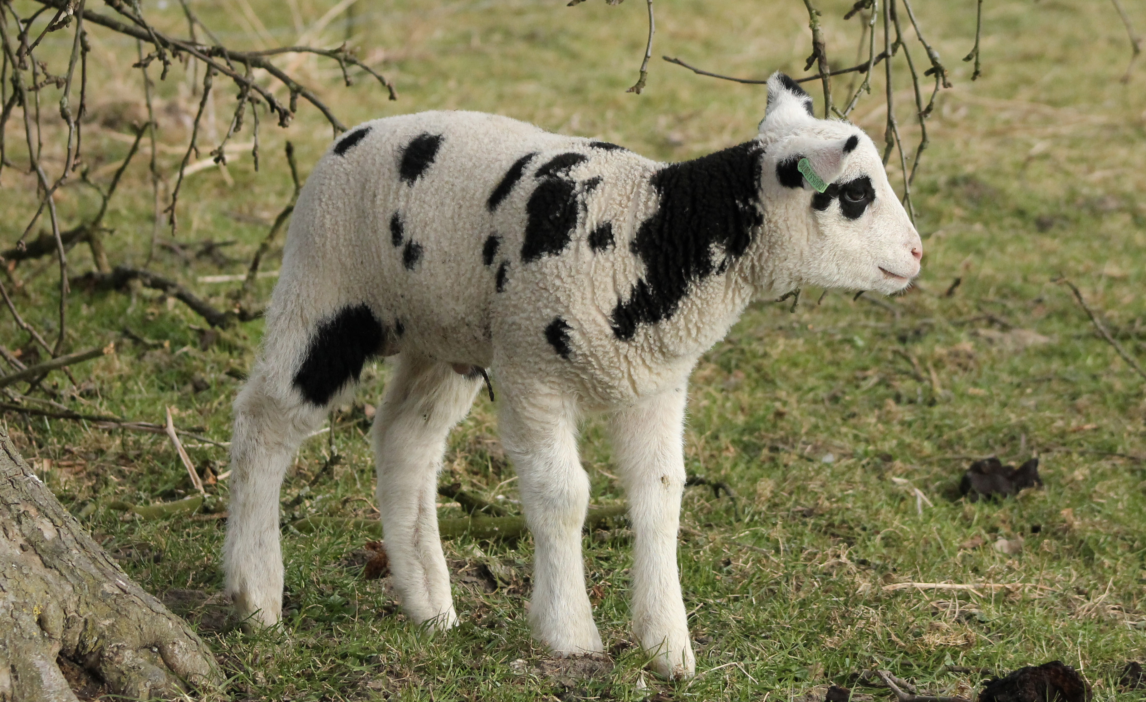 Lammetje