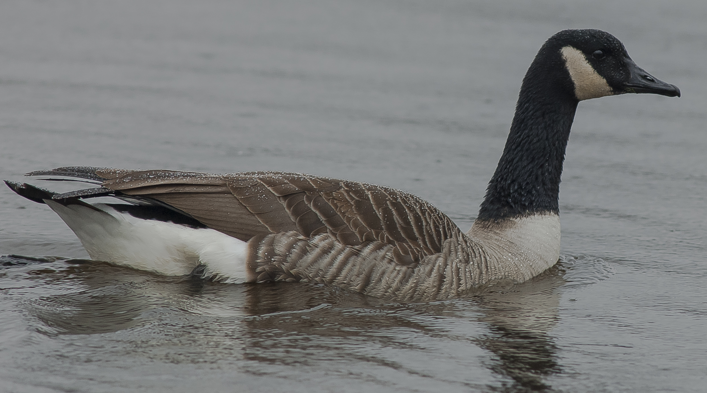 grote canadees in de regen