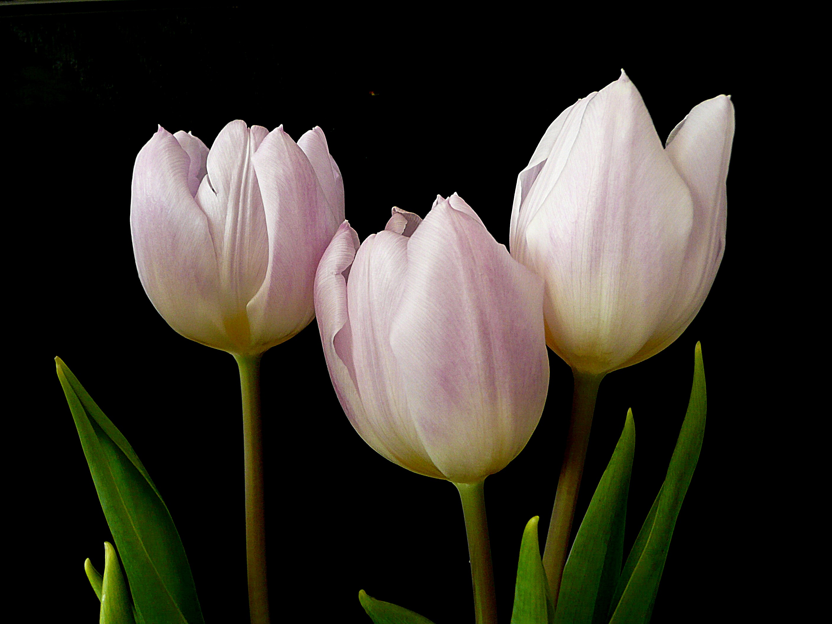 Tulpen