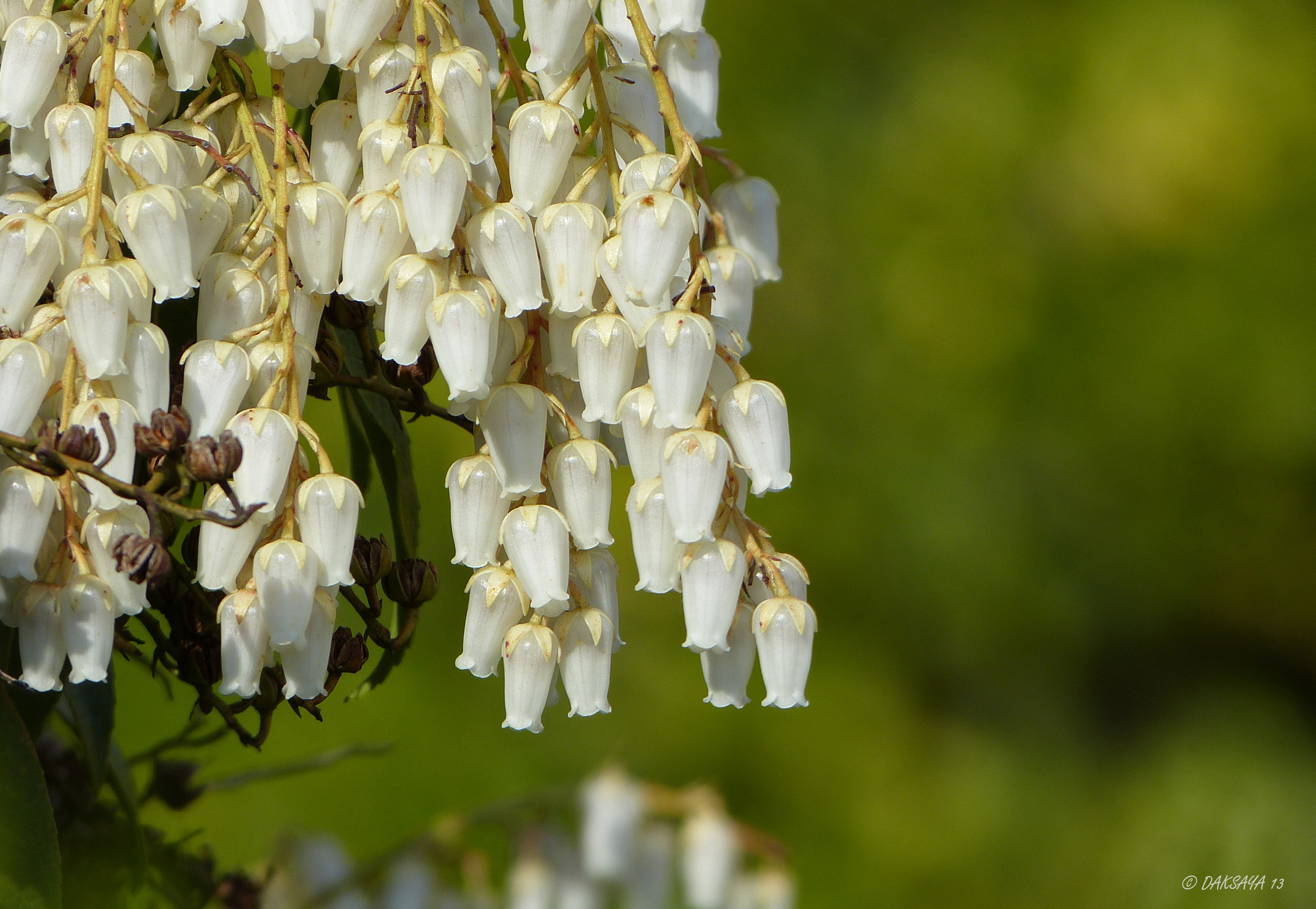 Pieris japonica