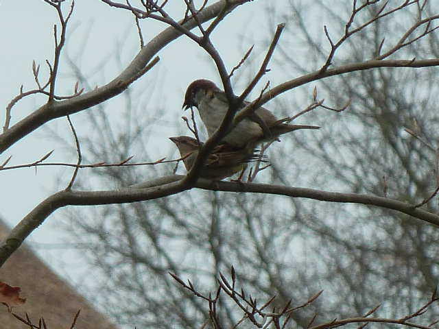 Lente  parende mussen 