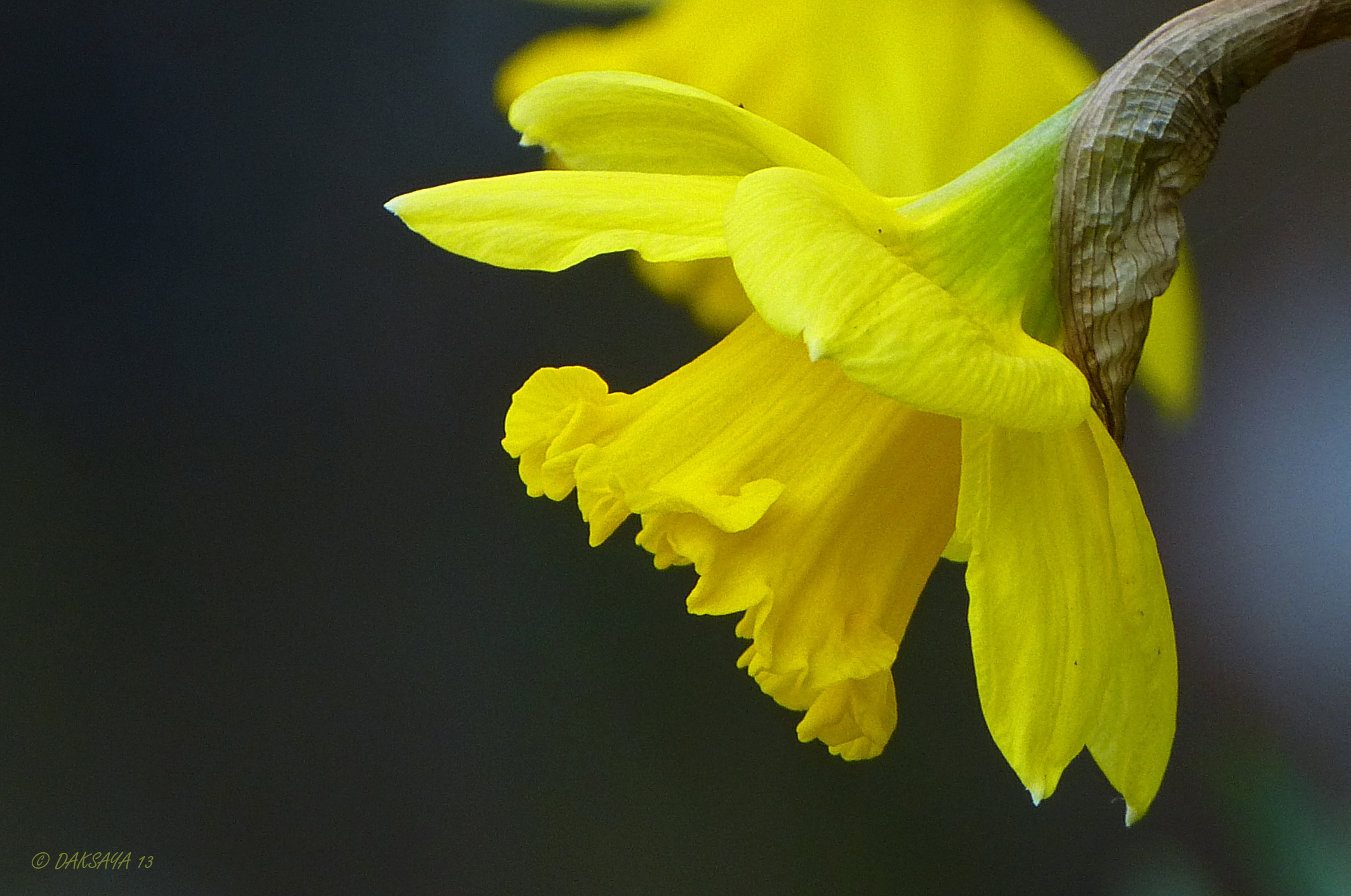 Narcis
