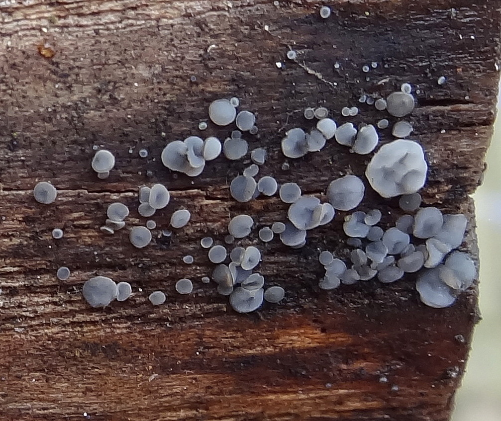 Gedrongen mollisia  Mollisia cinerera