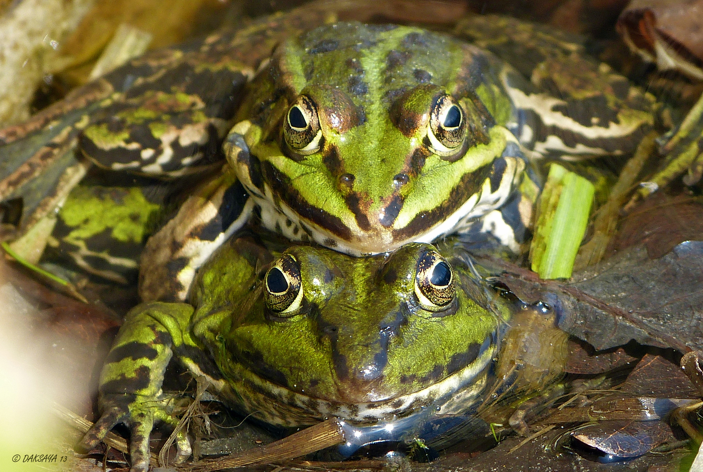 Wij zien saampjes meer!