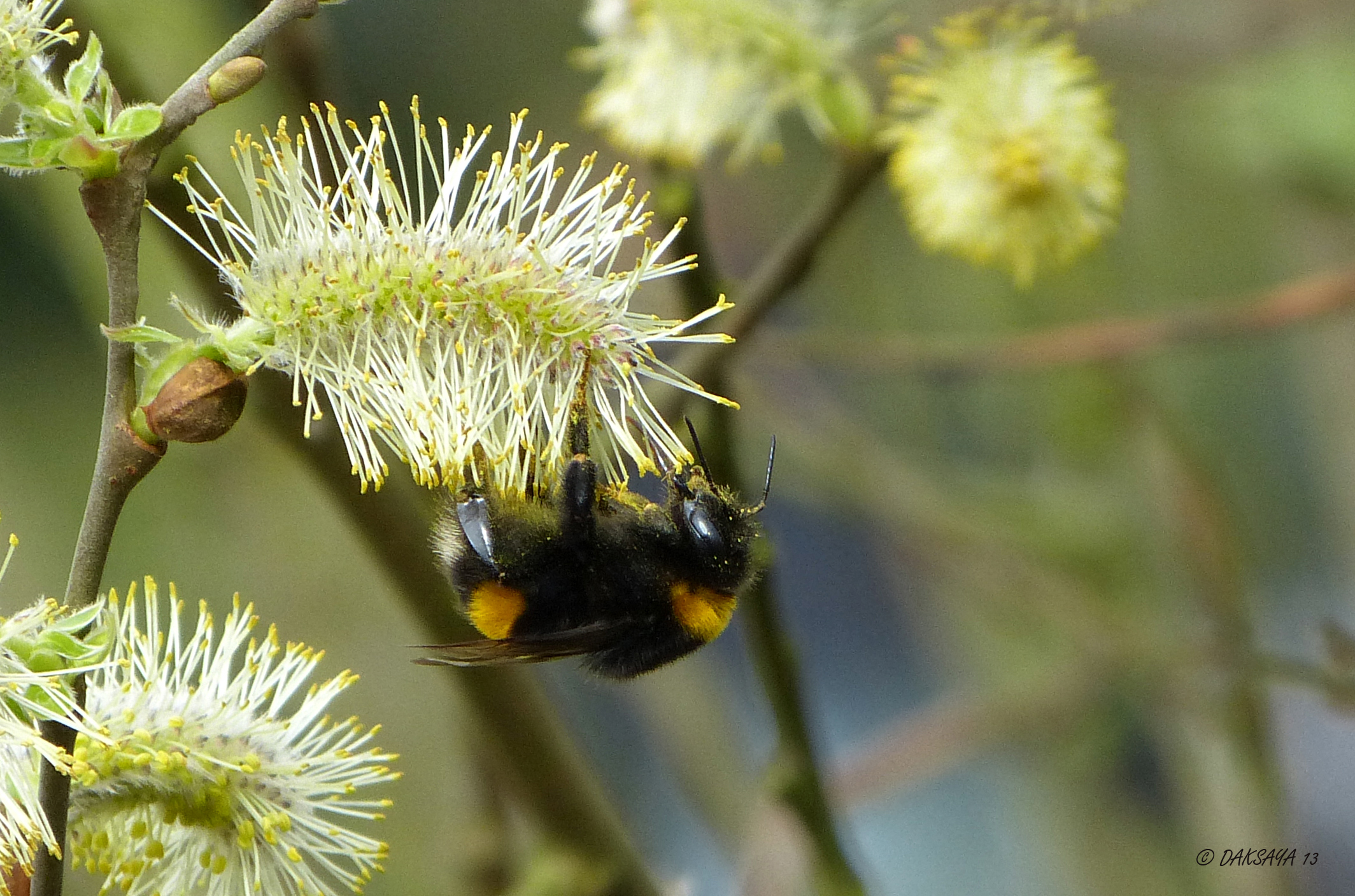 Bloeiende katjes met hommel