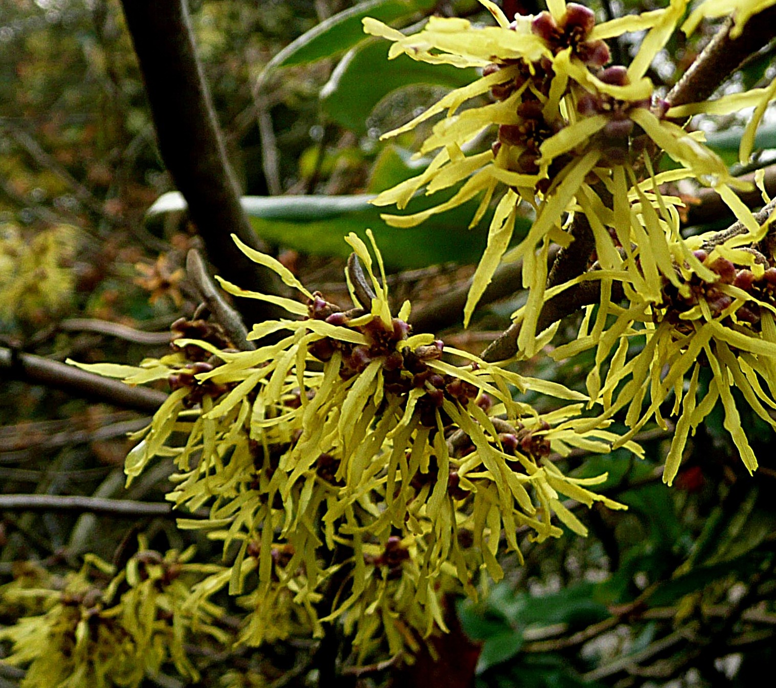 Hamamelis toverhazelaar