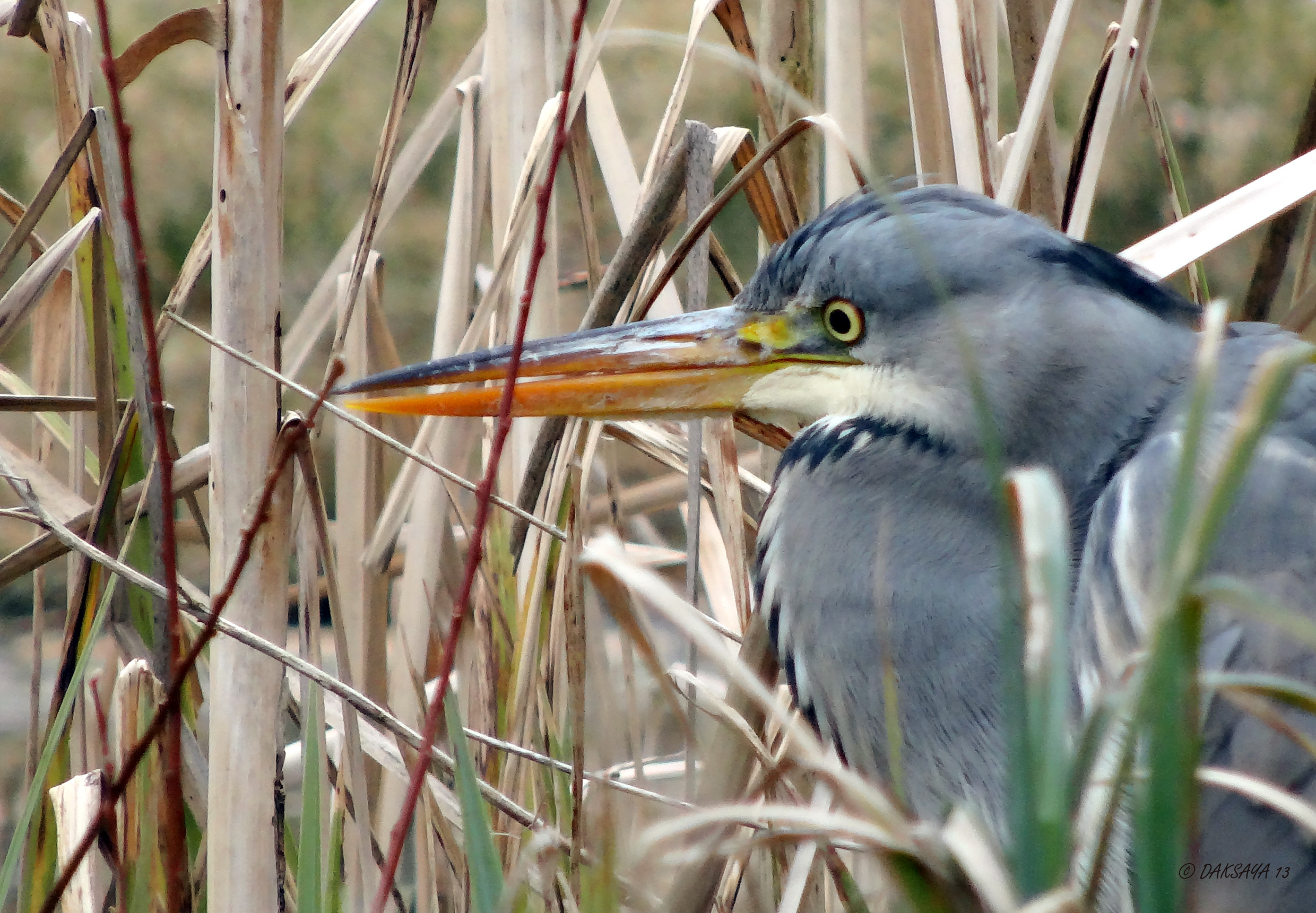 Reiger tussen het riet