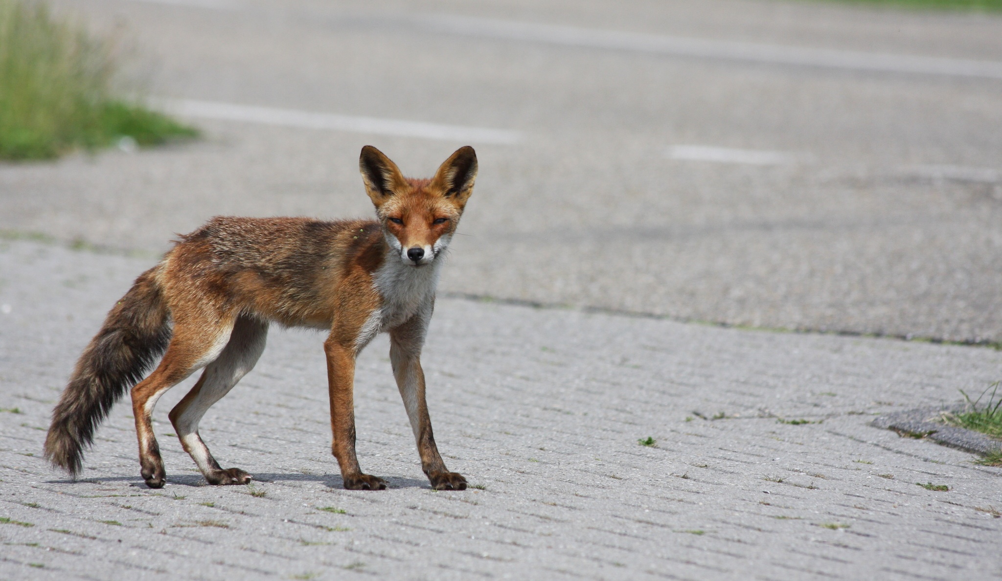 Vos bij Grote Praambult 