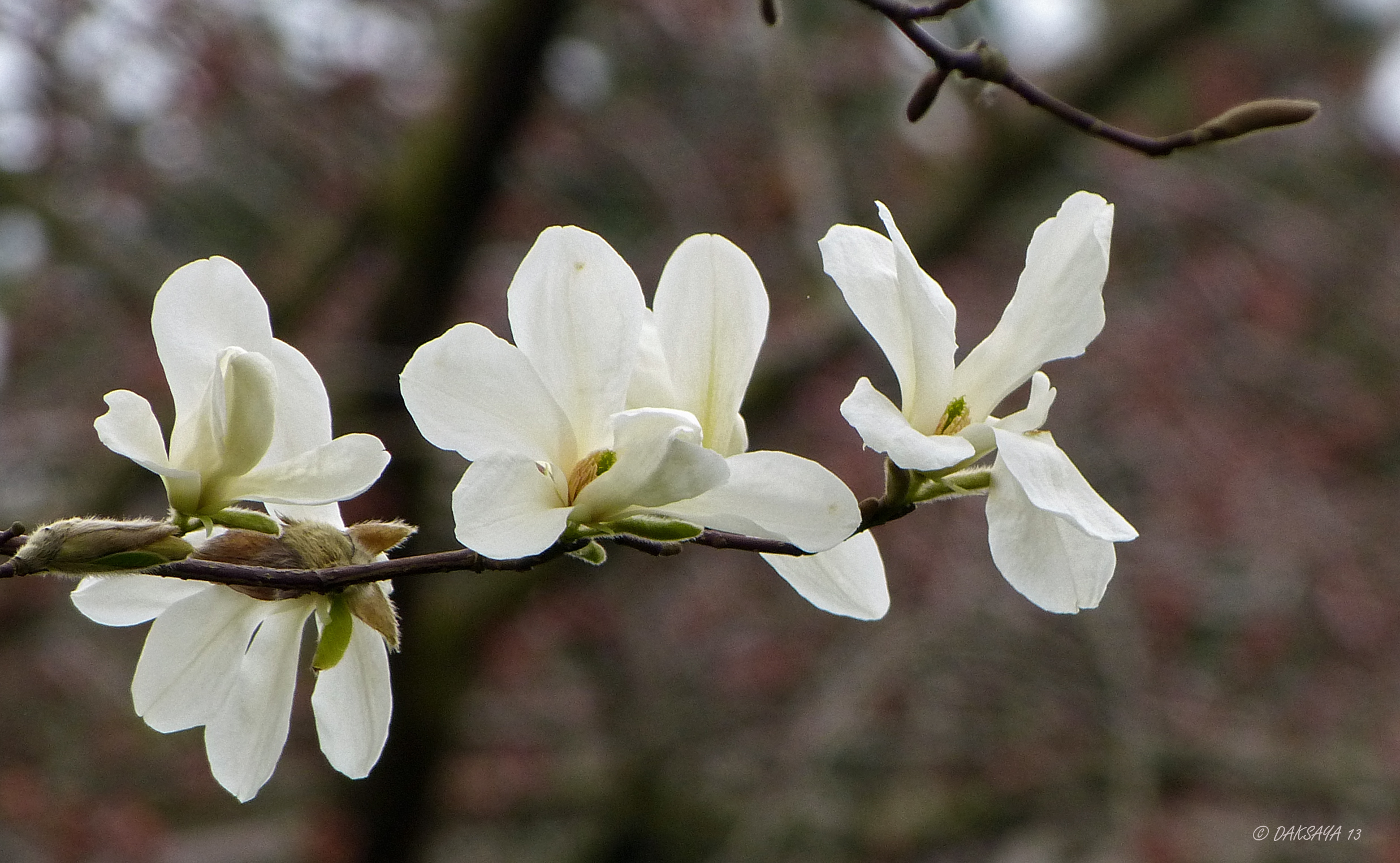 Magnolia in bloei