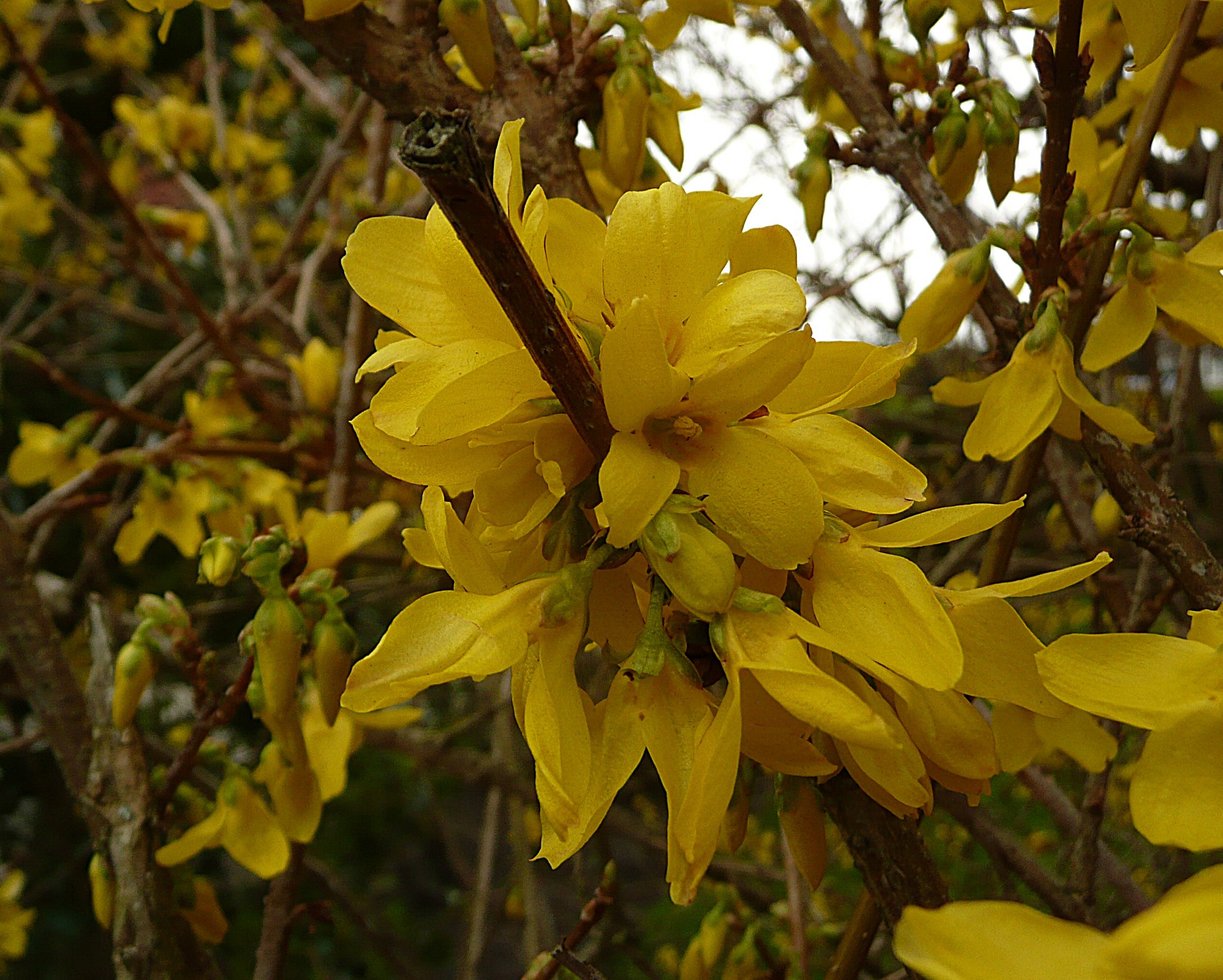 Forsythia