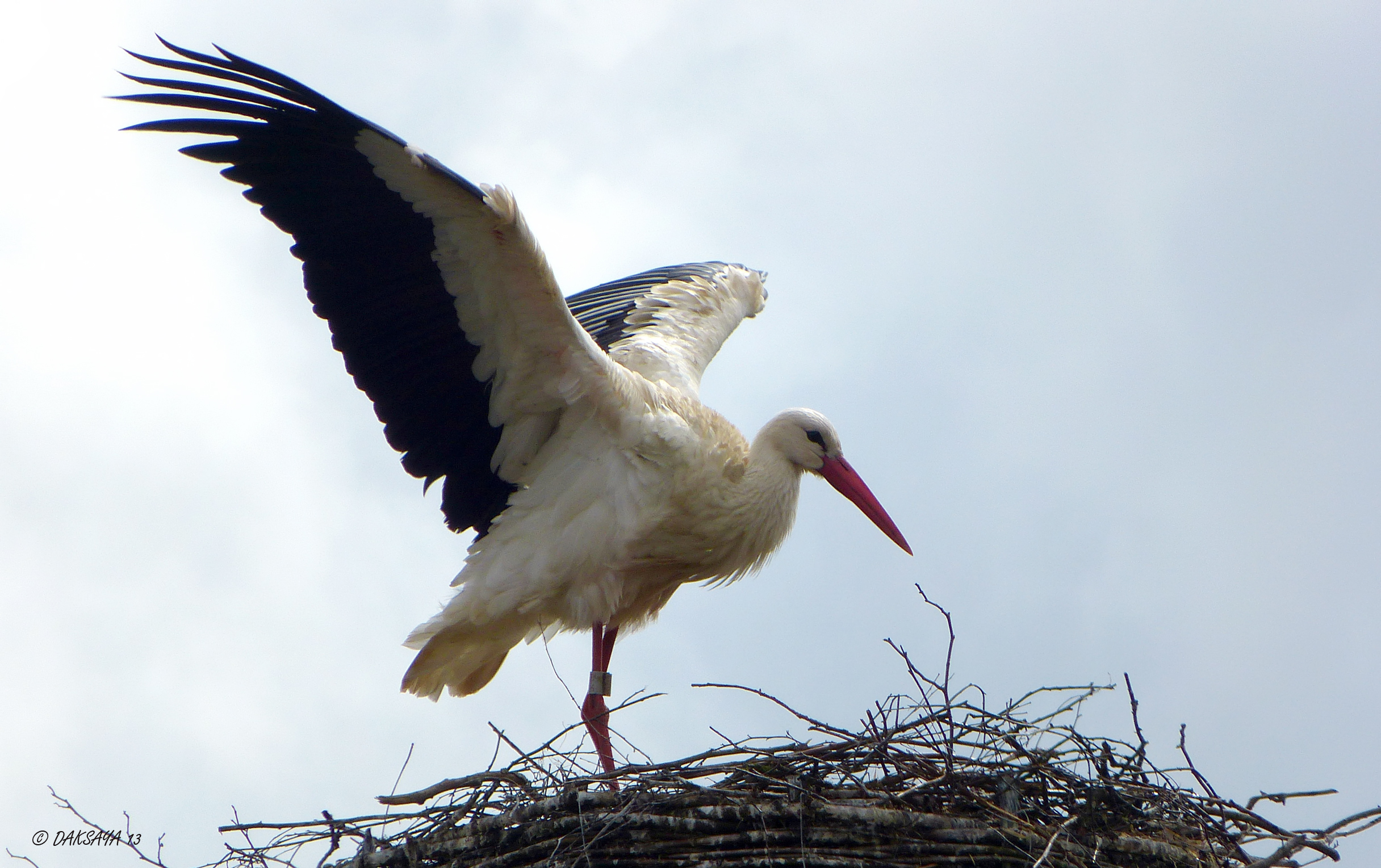 Ooievaar op nest