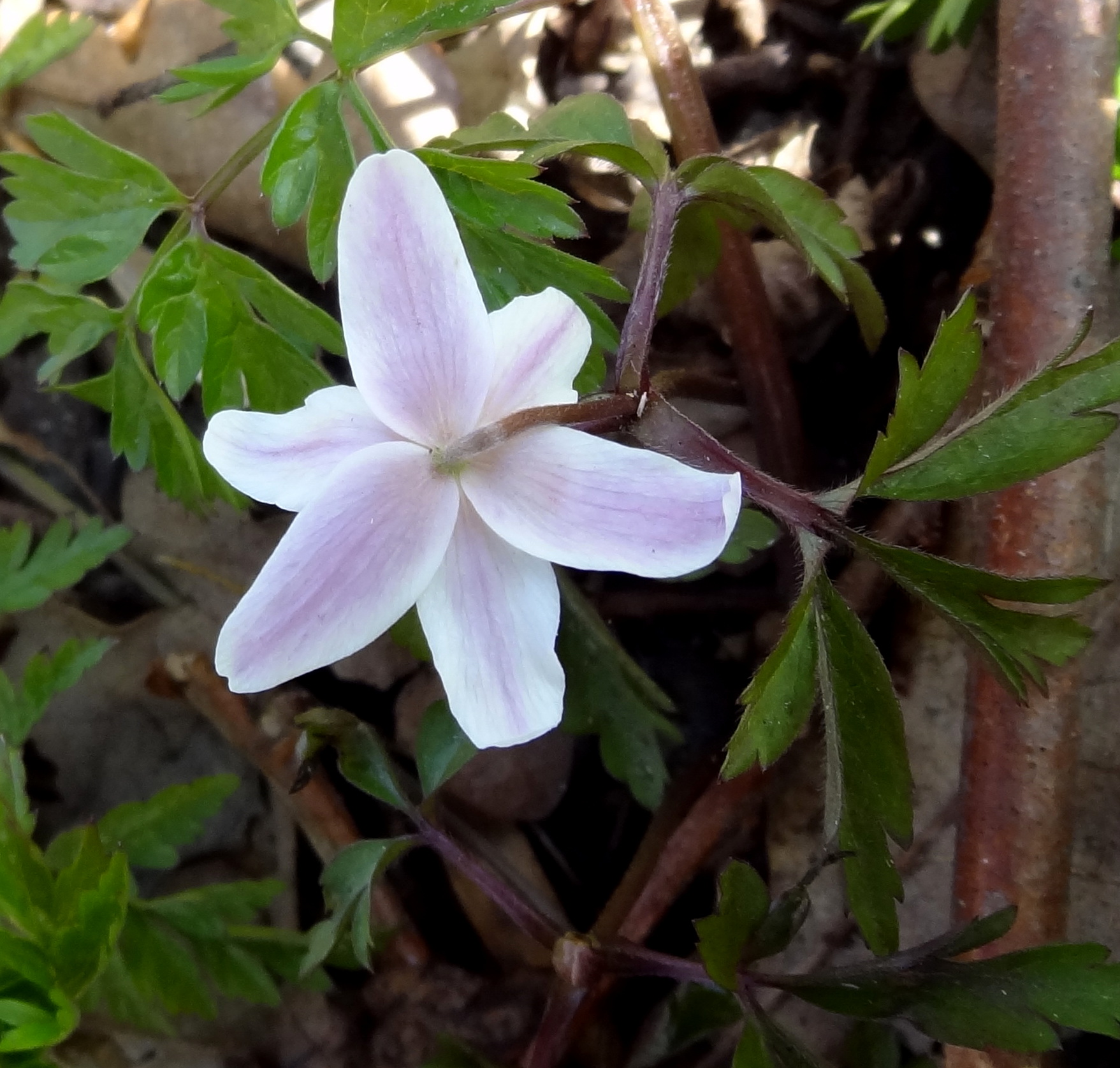 Bosanemoon  Anemone nemorosa L.
