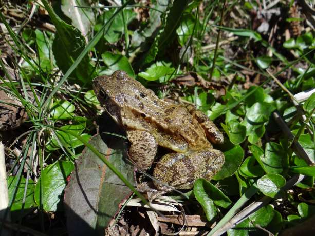 Bruine kikker