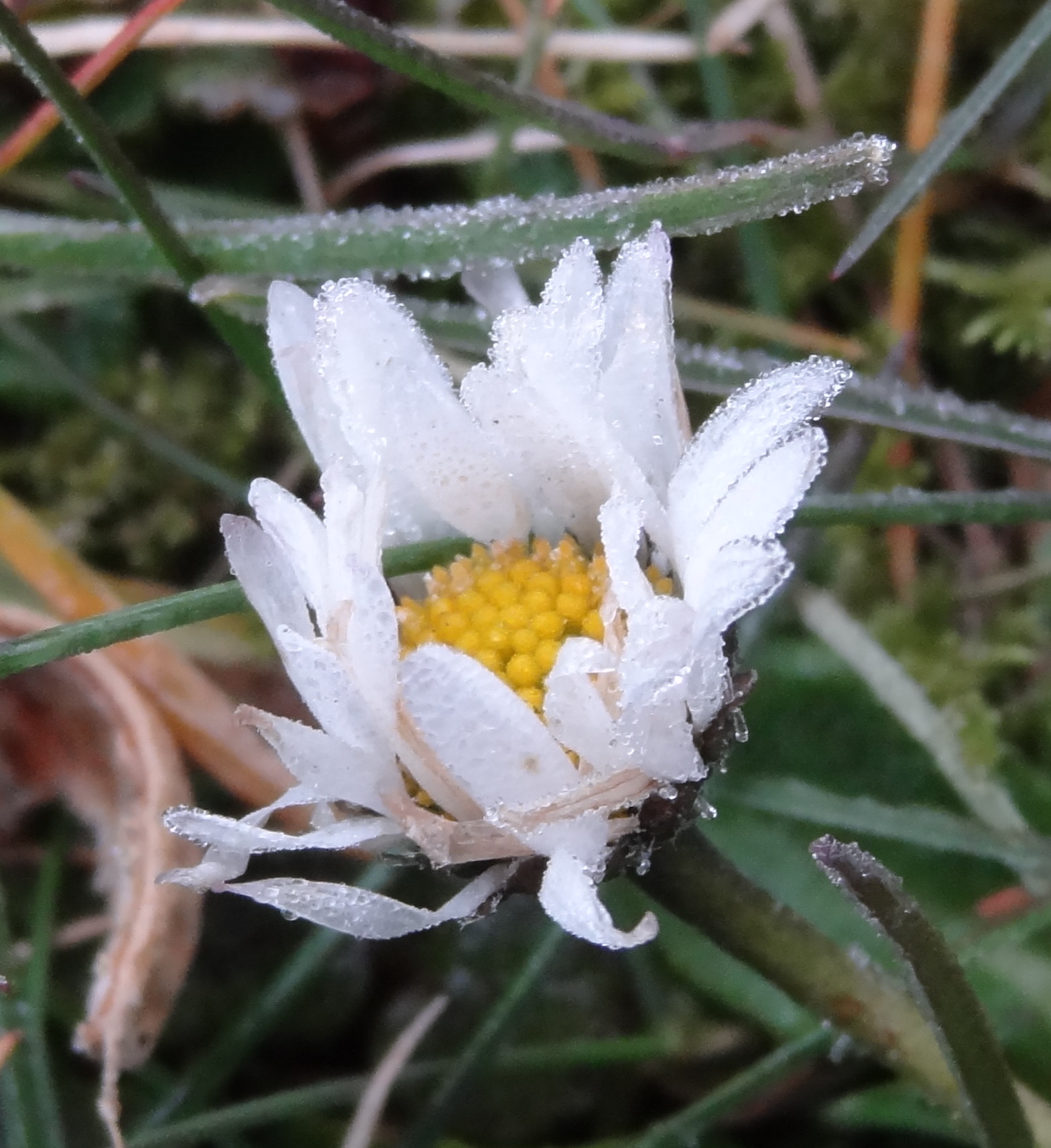 Madeliefje, Bellis perennis L.