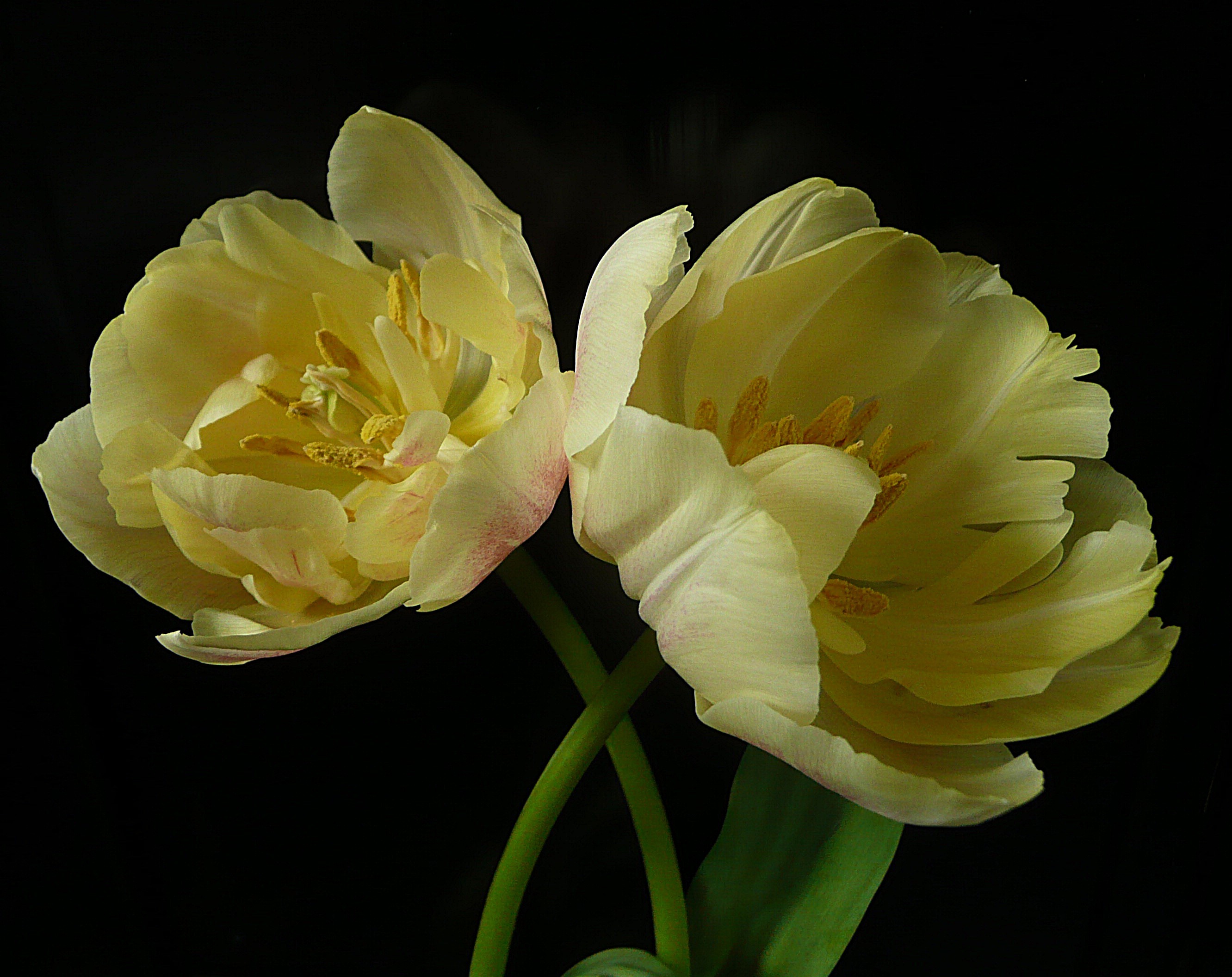 Tulpen